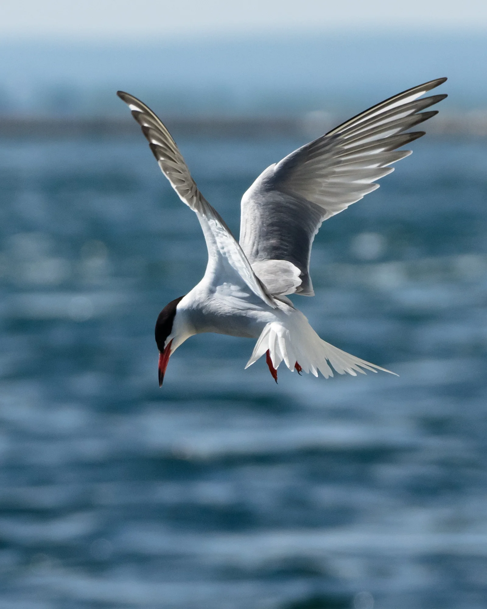 Tern hovering over some still water on the Niagara River shoreline just under the Peace Bridge.