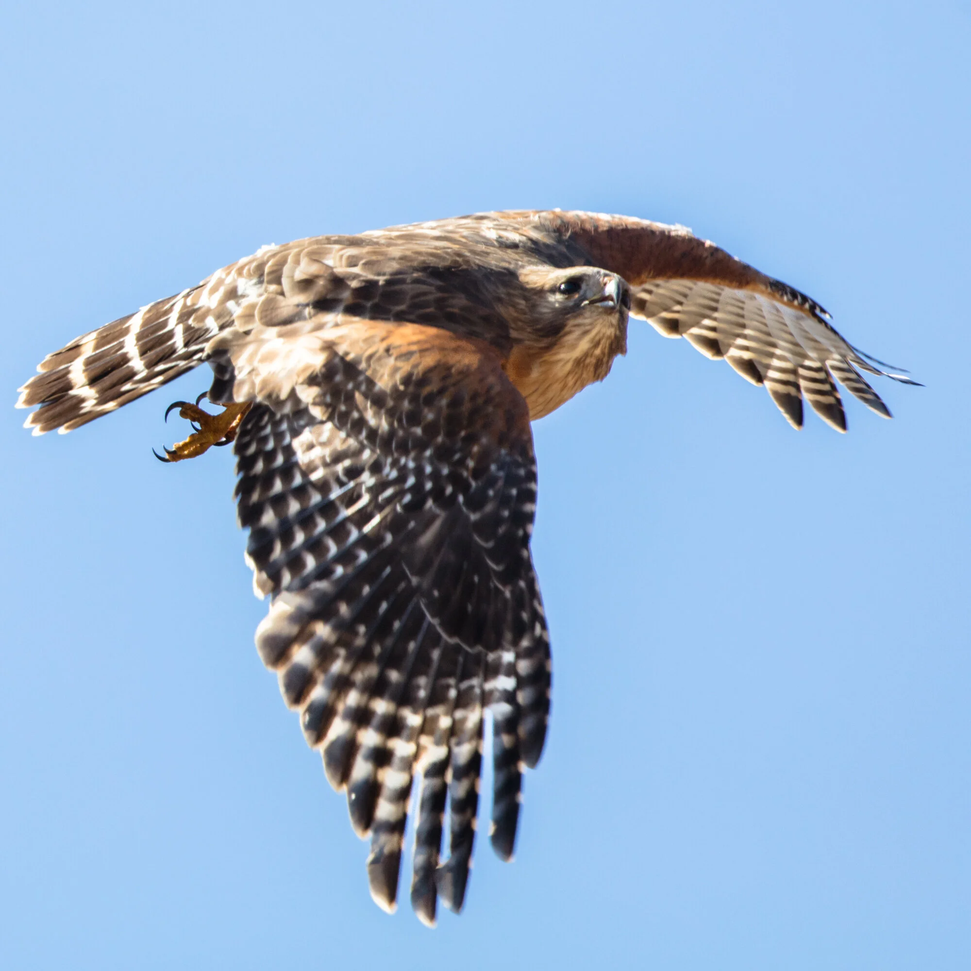red-shouldered hawk in flight