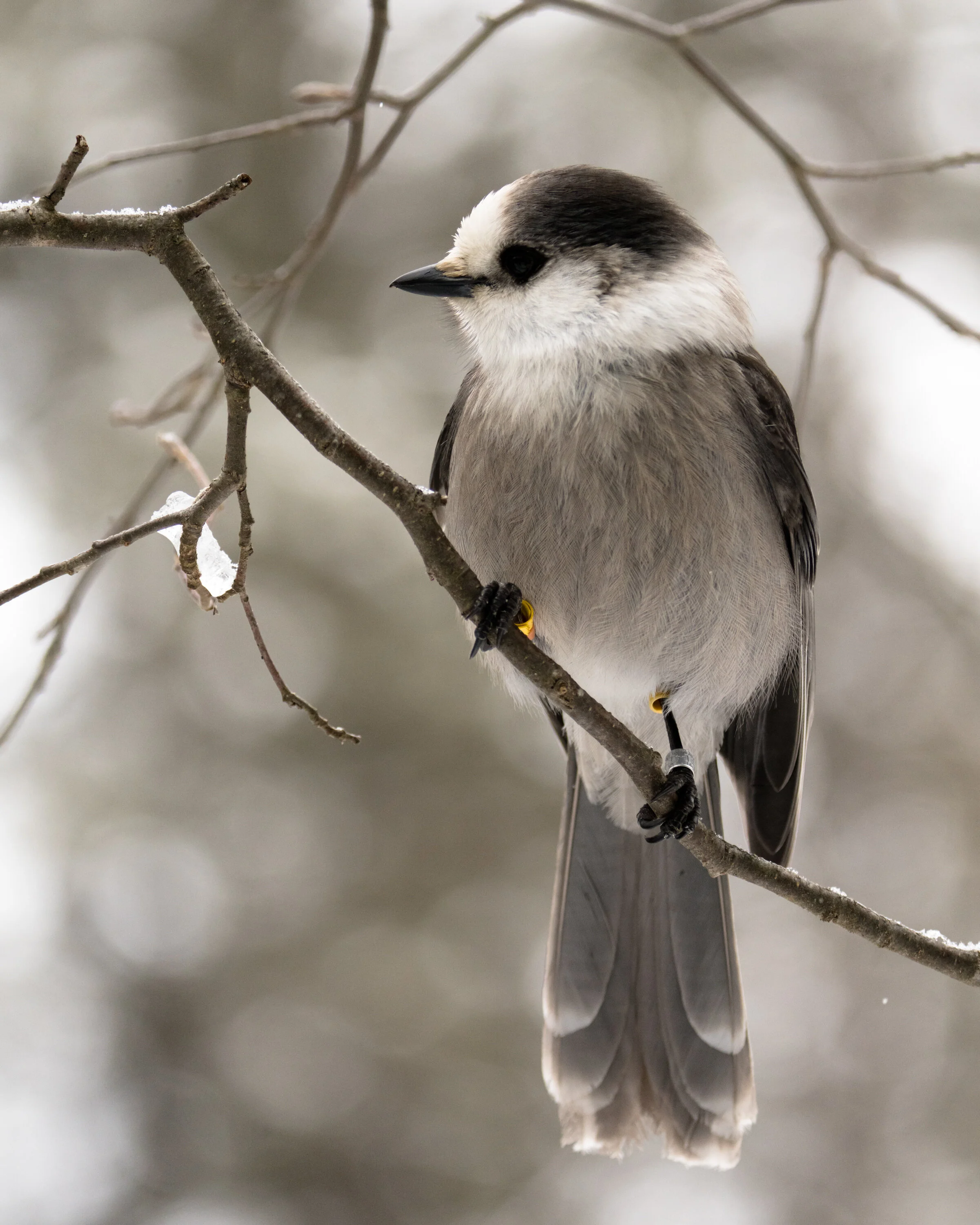 Looking a little Grey
