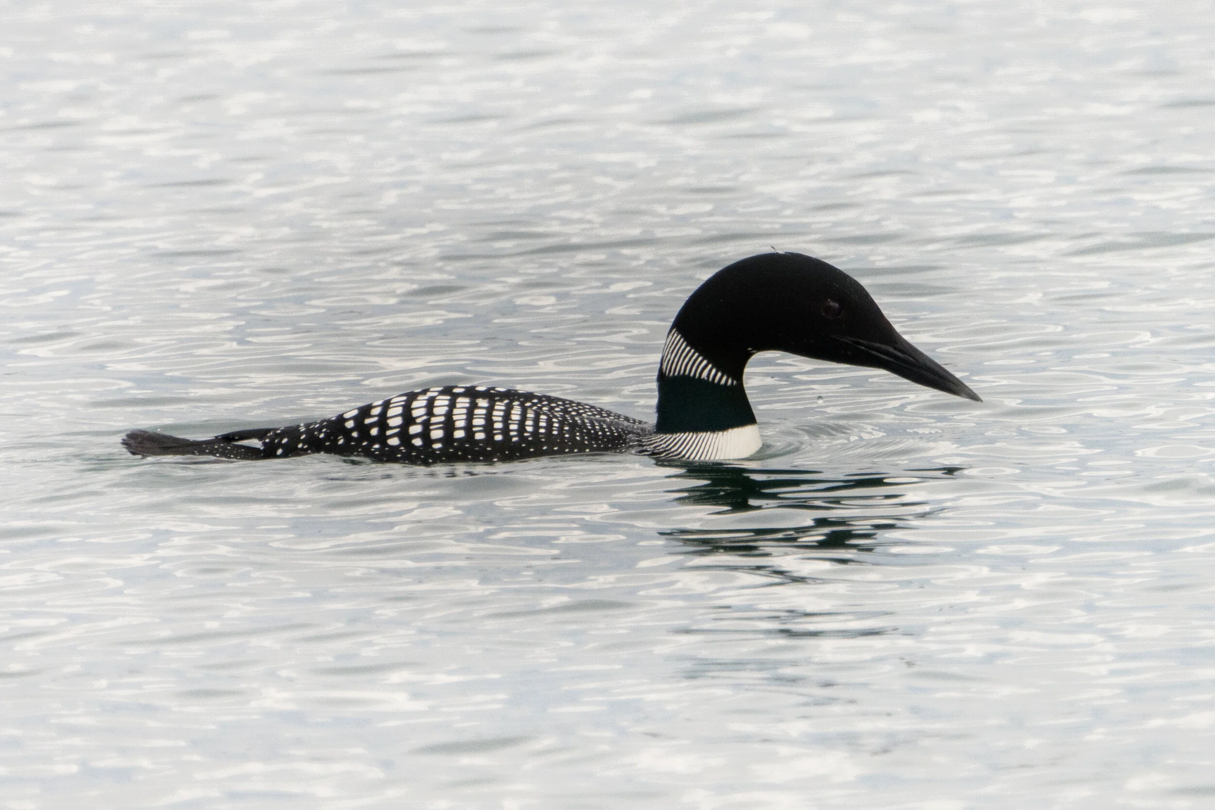 black and white image of loon