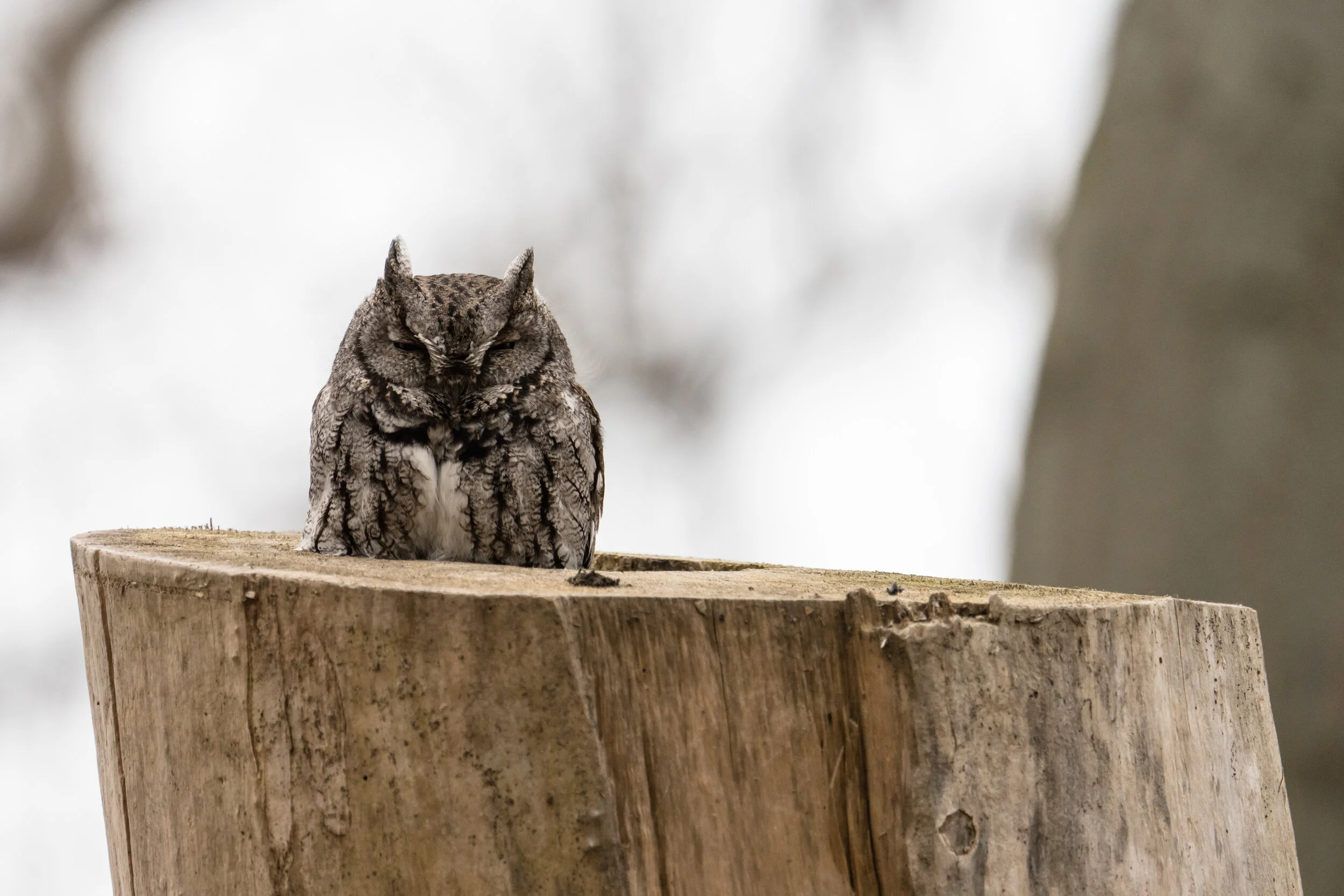 Screech owl in a hole on top of a dead tree