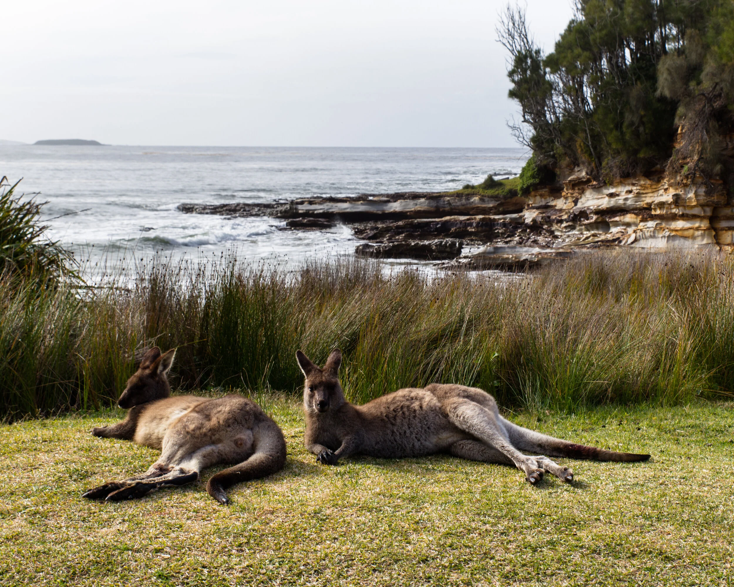 Beach Kangaroos in the south east coast of Australia