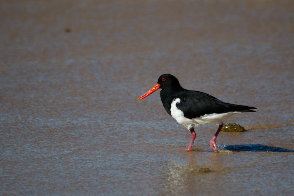 Beach walk