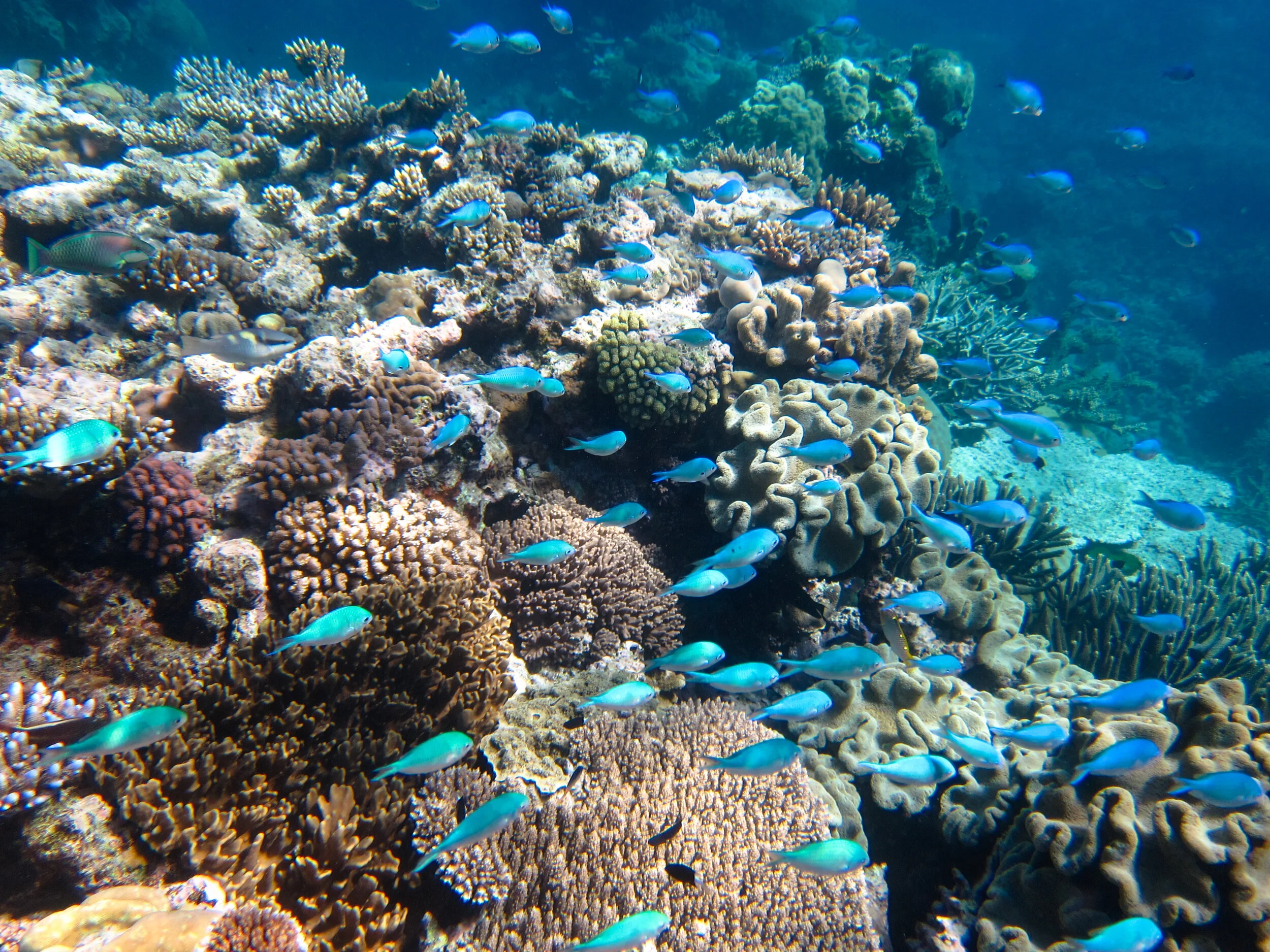 would love to go back and dive the great barrier reef again with a proper underwater camera.  Talk about opening a whole new world and rekindling my love of scuba diving.