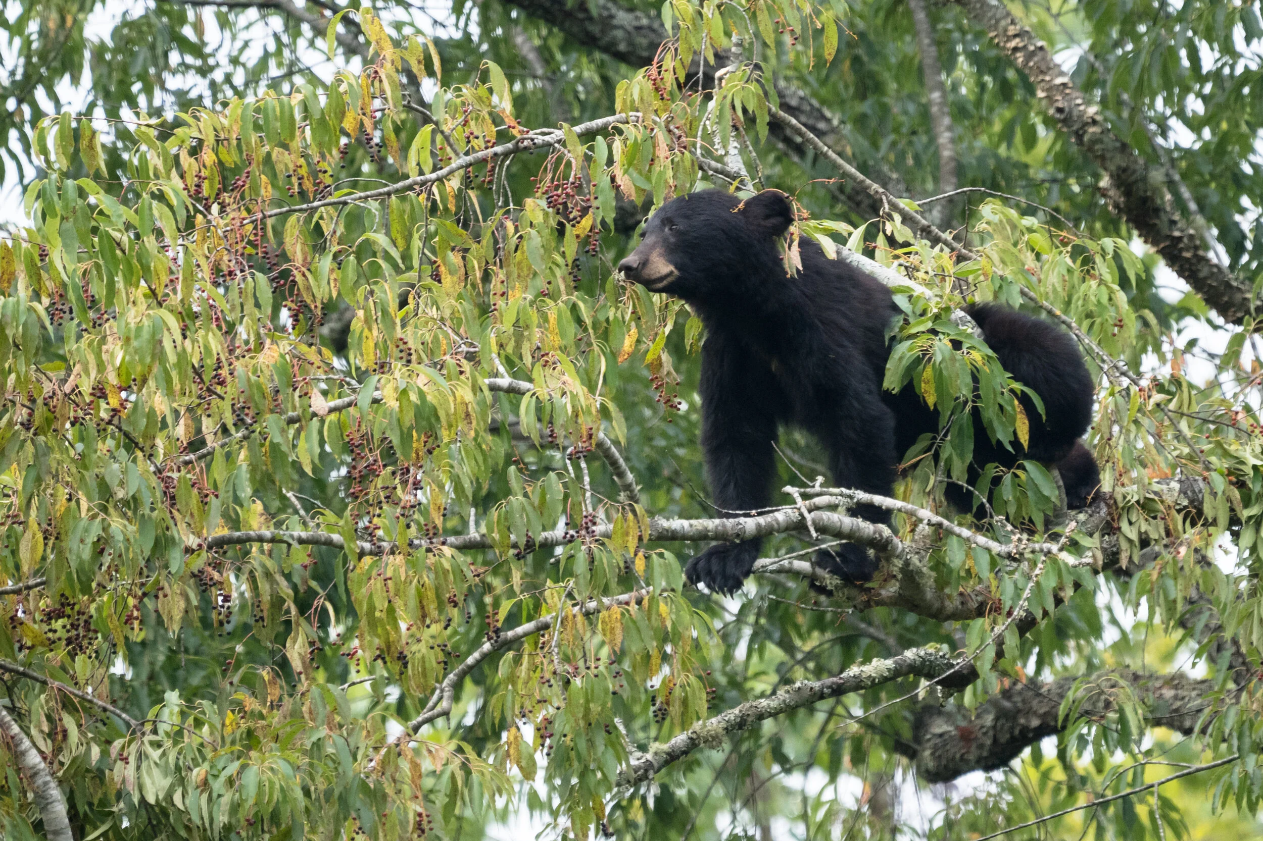 Black bear eating cherrys up in the tree in Cades Cove