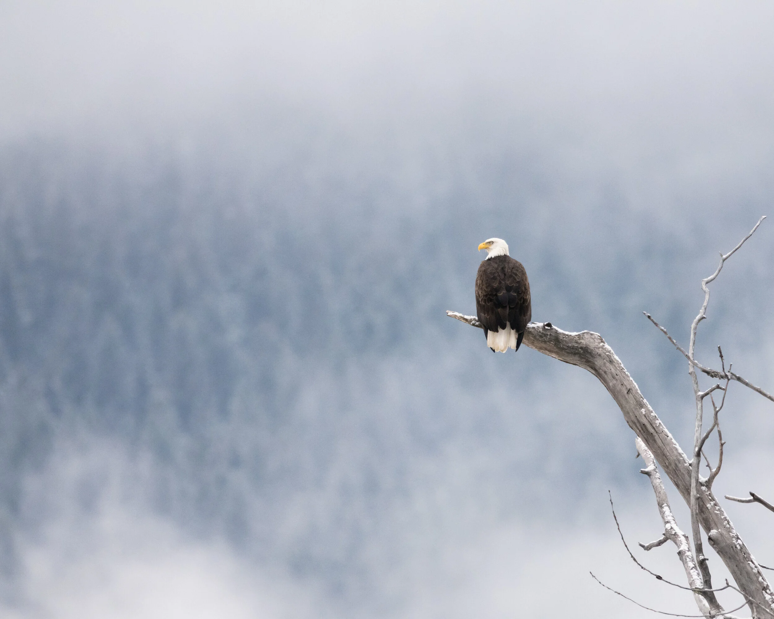 Eagle perched in the mist in the Slocan Valley
