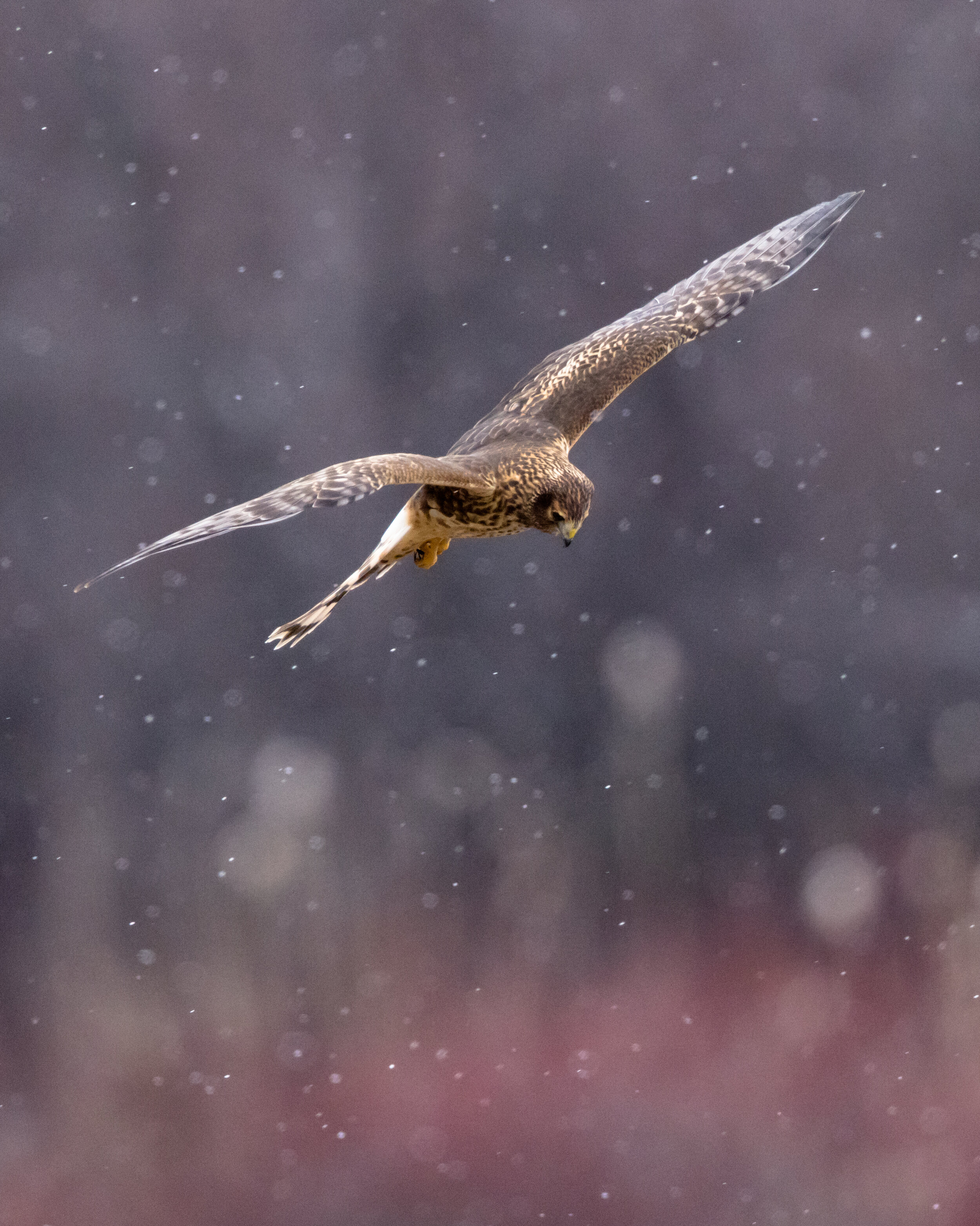 Snow and Harrier