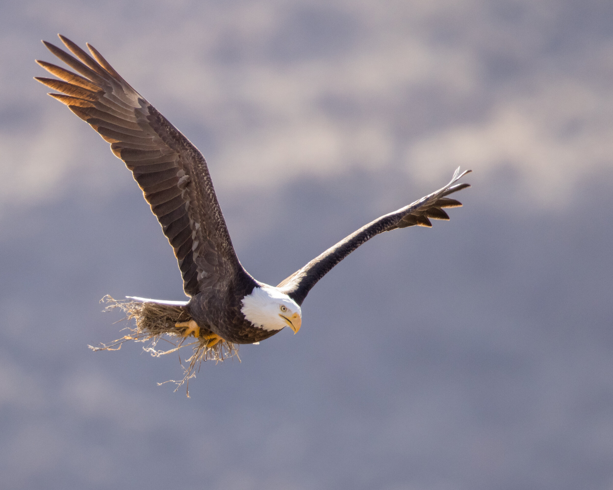 Nesting material