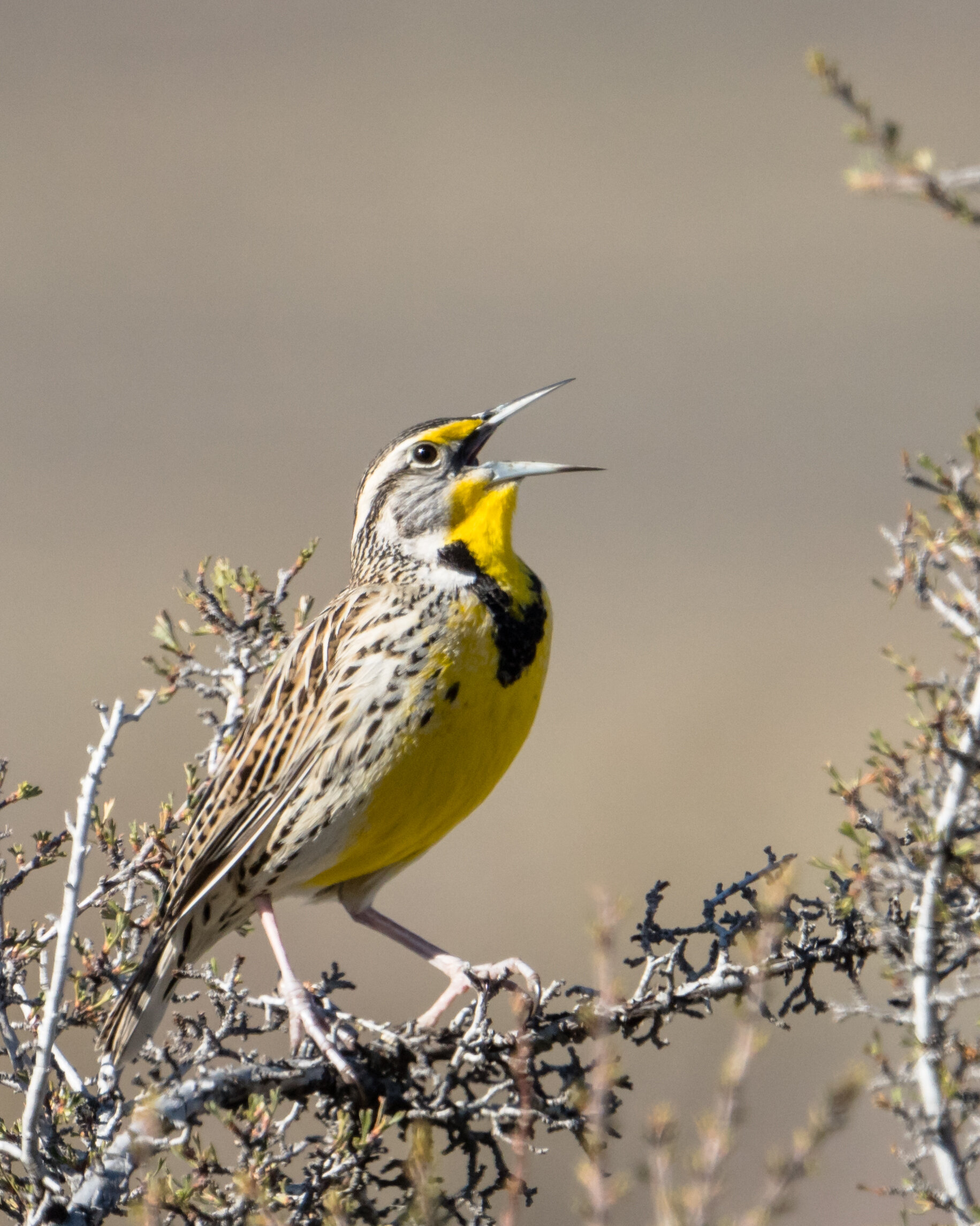 Western Meadowlark