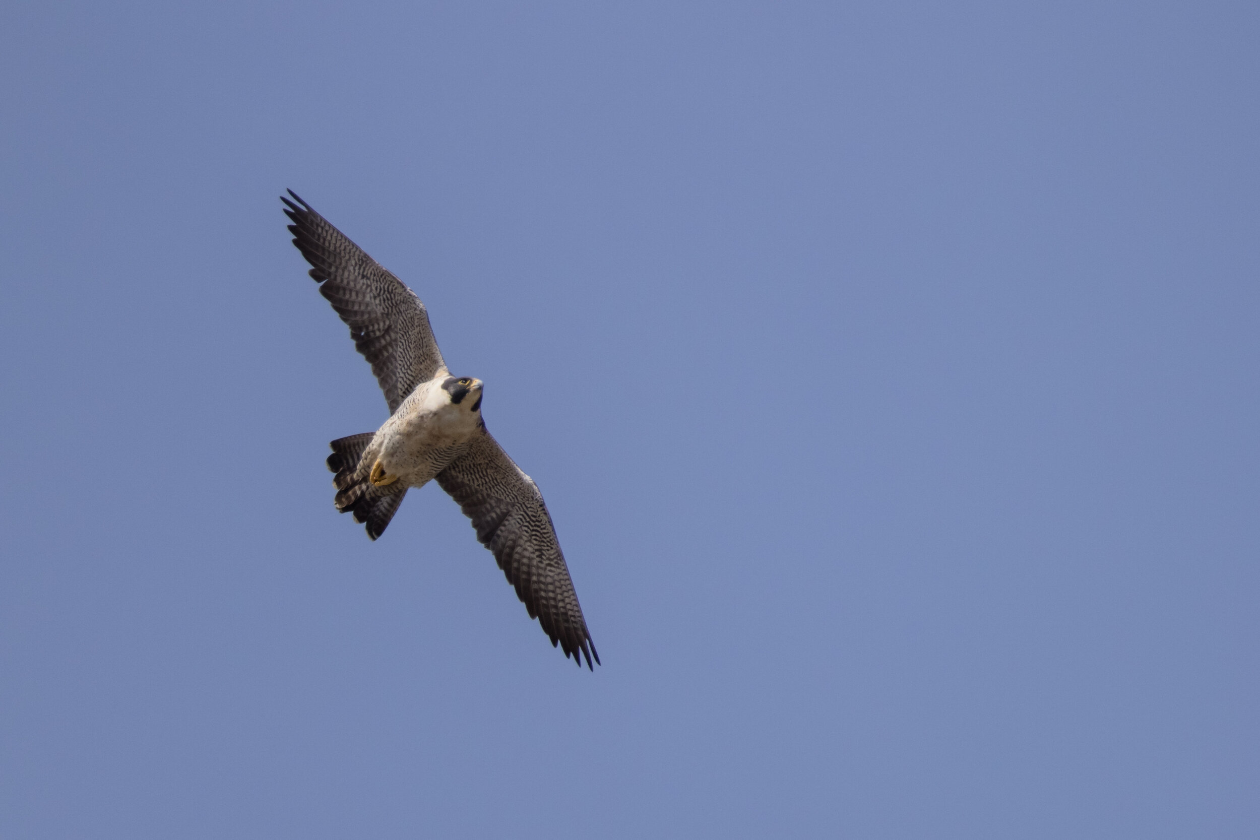 First Peregrine