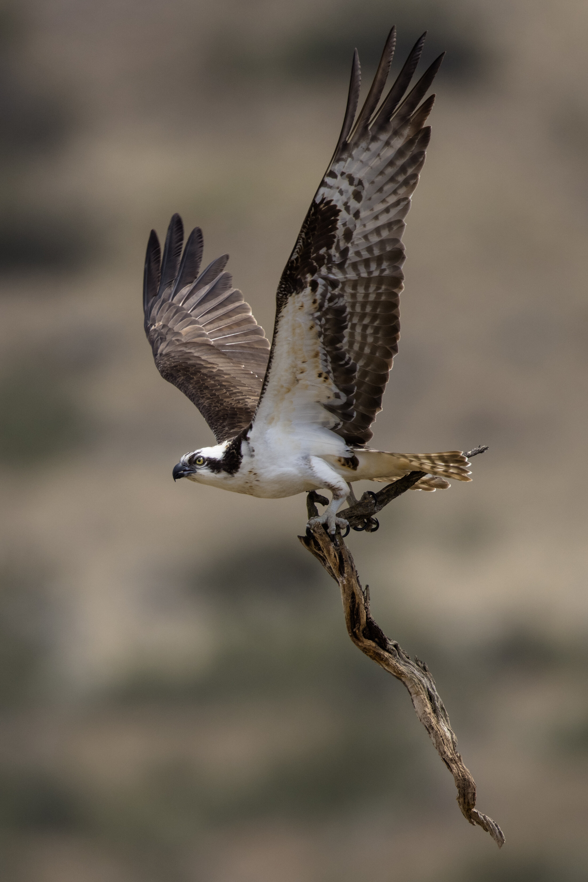 Fly softly and carry a big stick