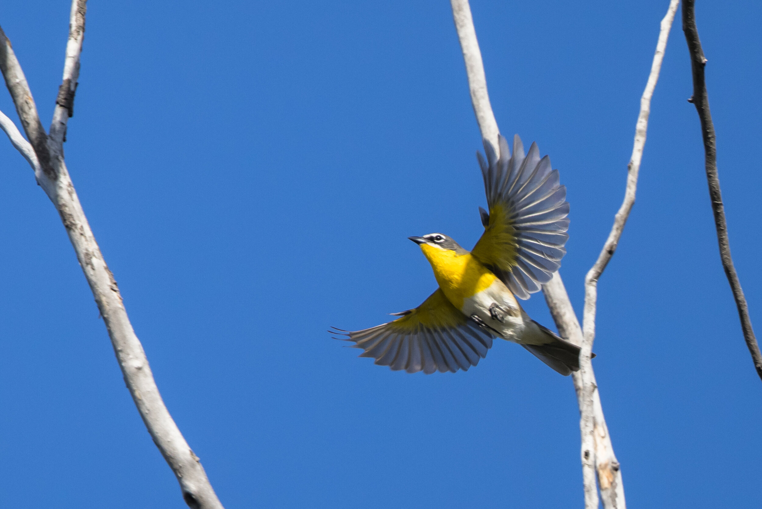 Yellow-breasted Chat