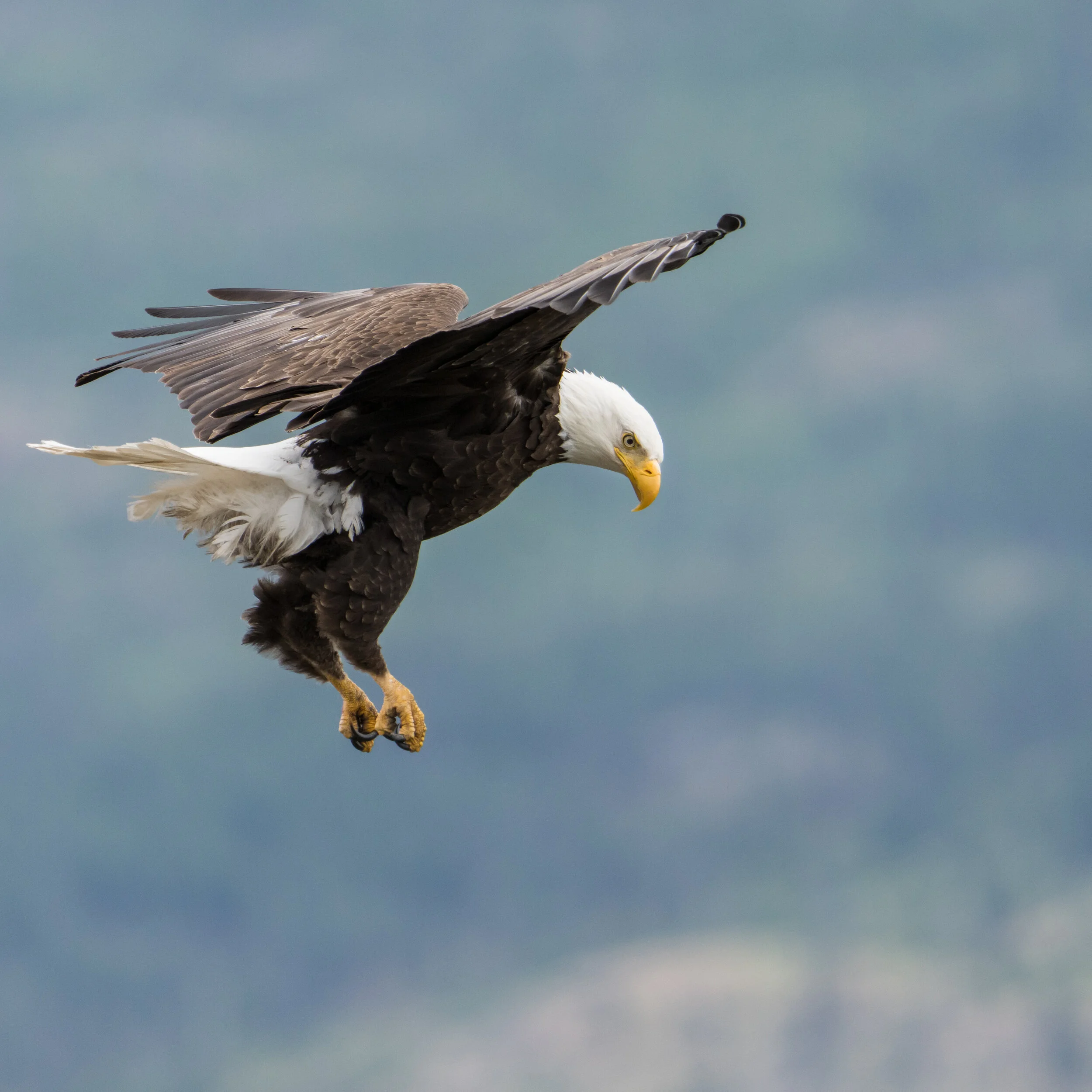 babyeagle-652.jpg
