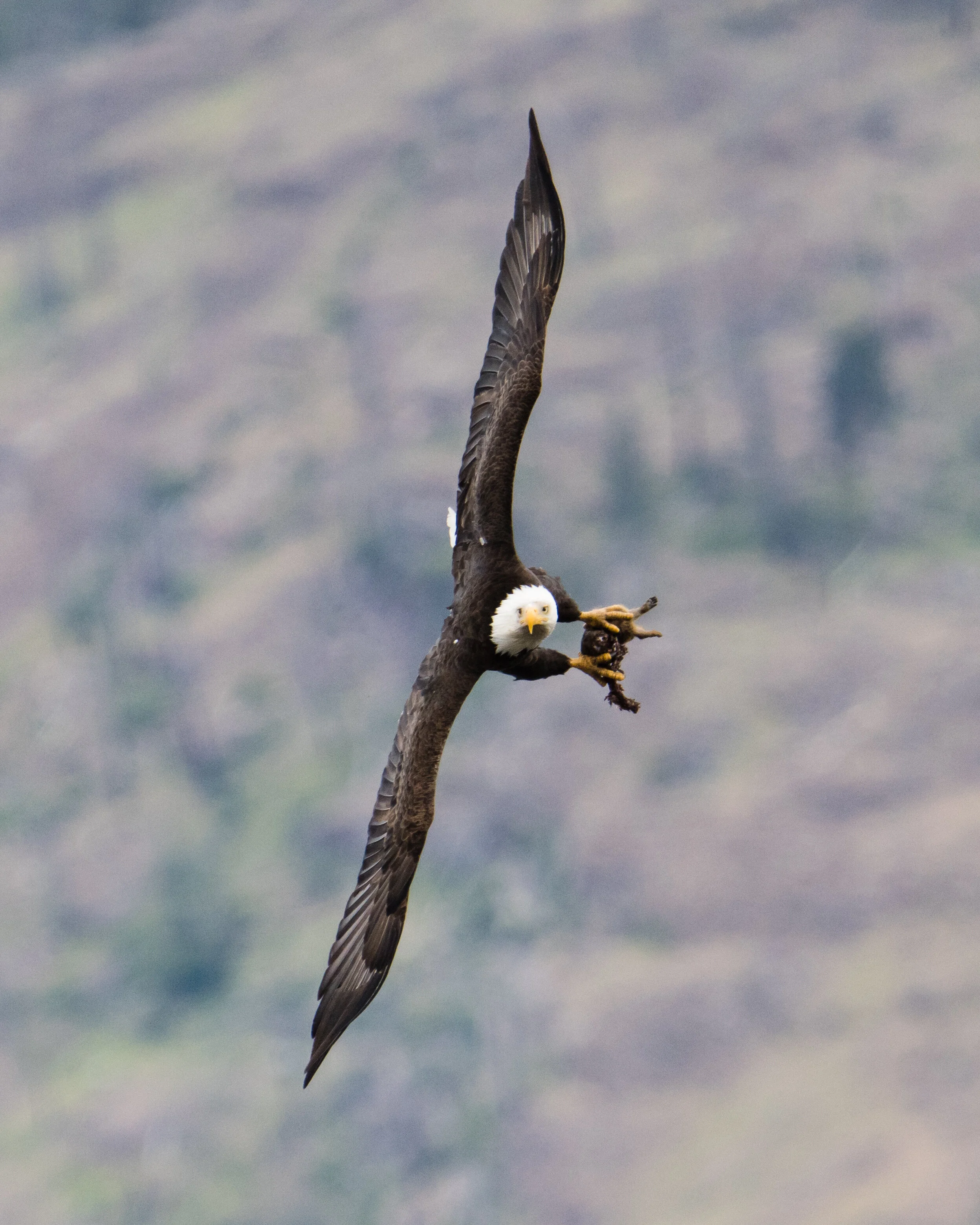 babyeagle-392.jpg