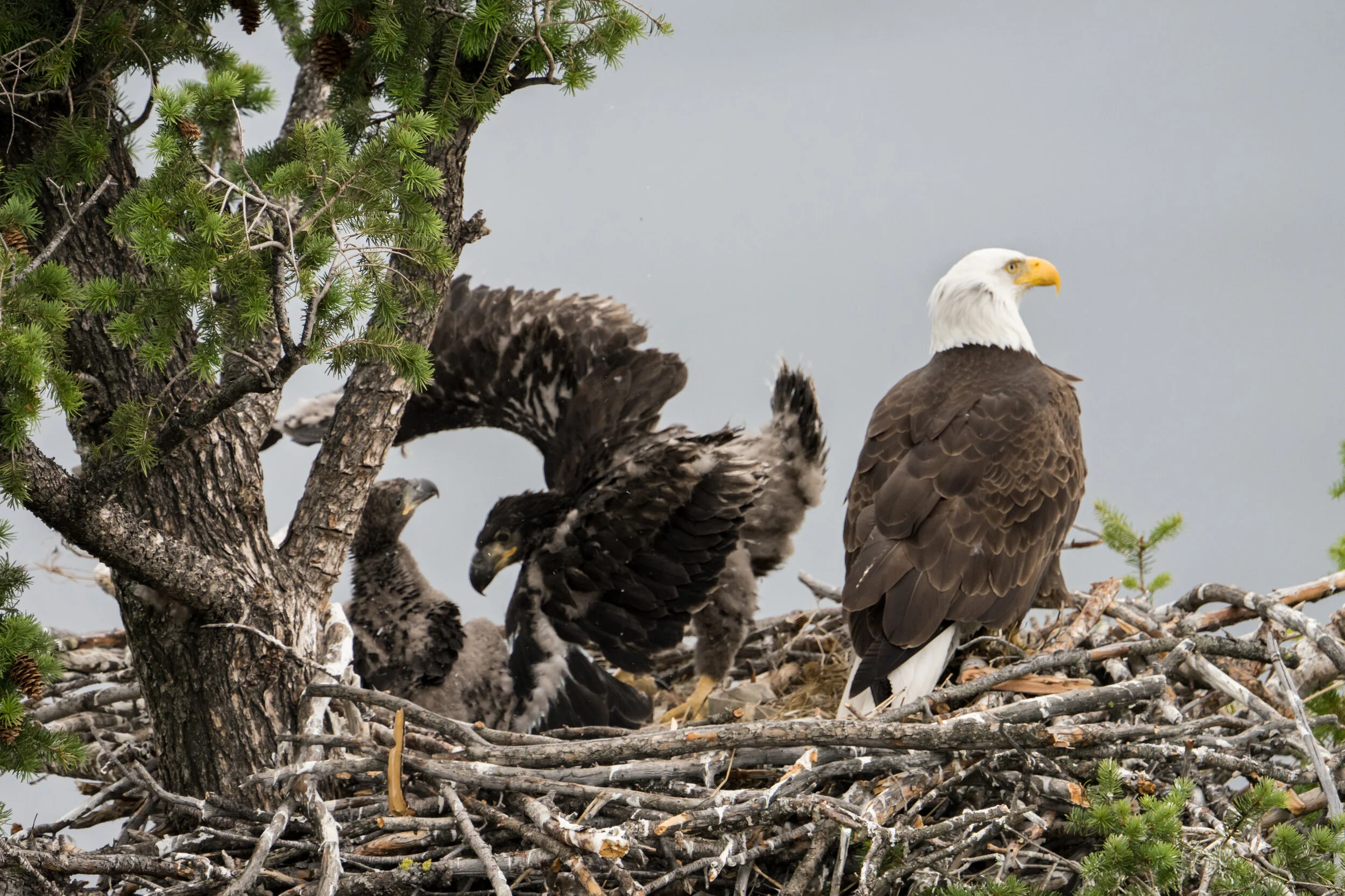 babyeagle-352.jpg