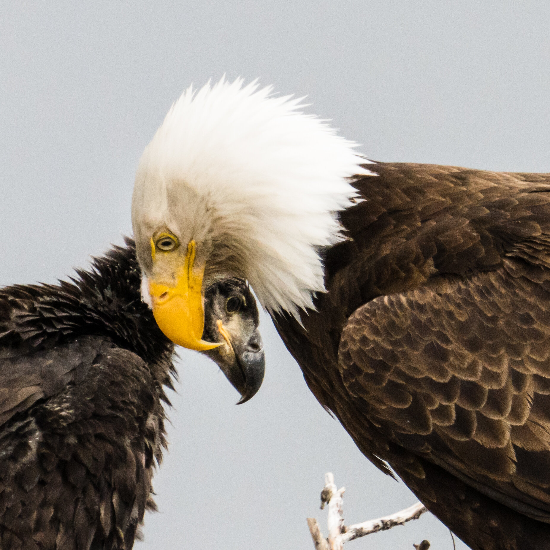 babyeagle-246.jpg