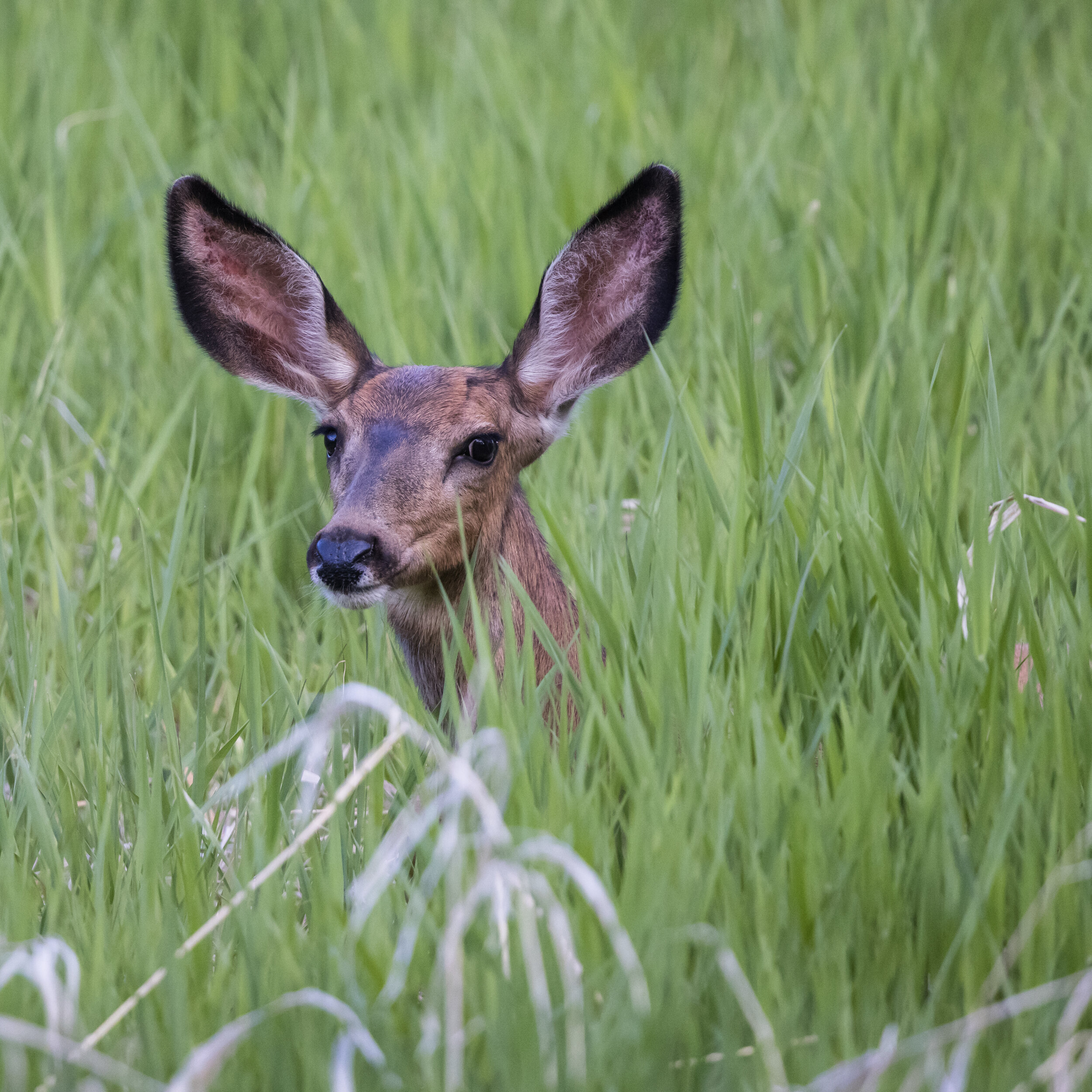 Long grass