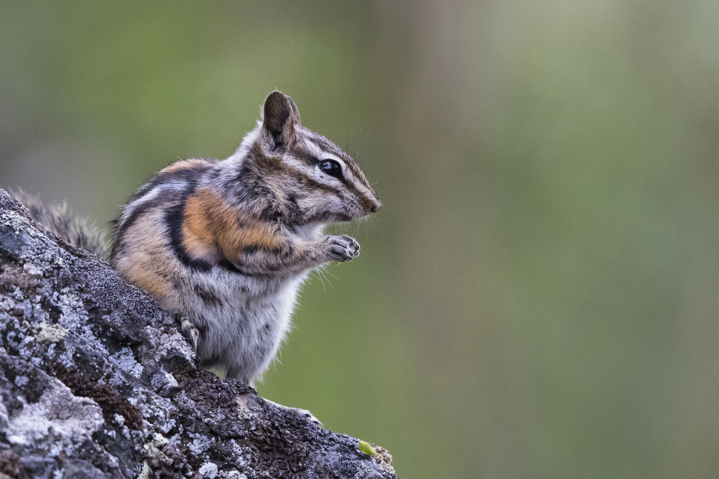 Ground squirrel that looks very much like a chipmunk