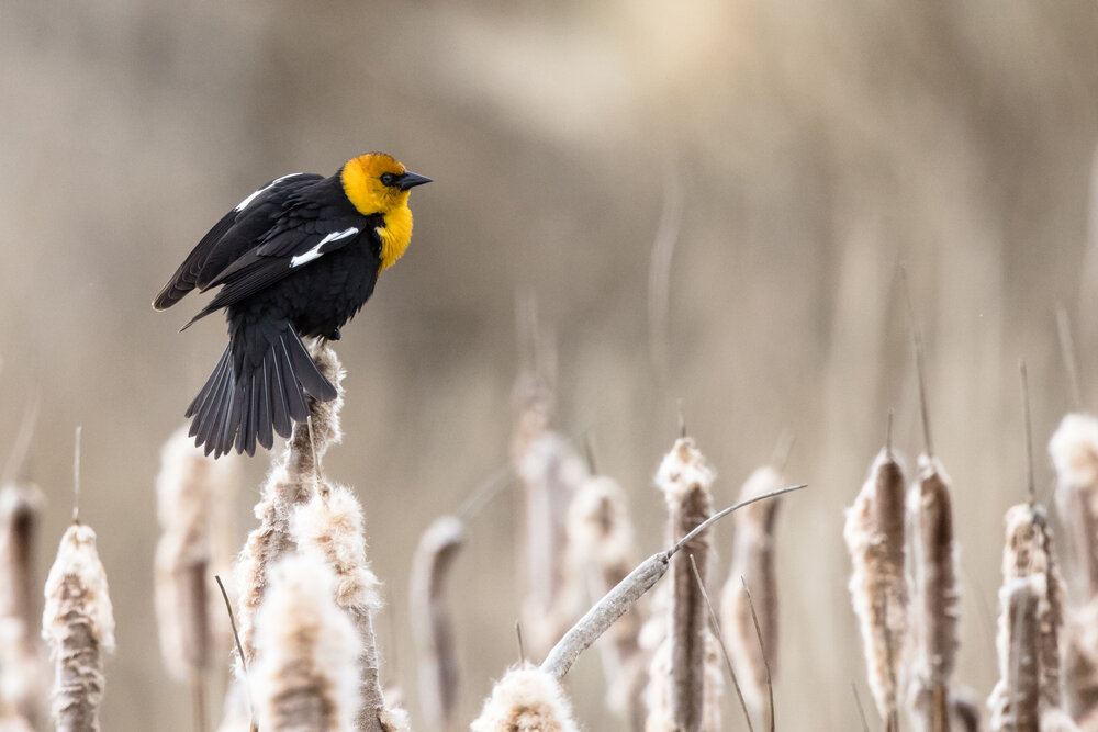 Yellow-headed Blackbird