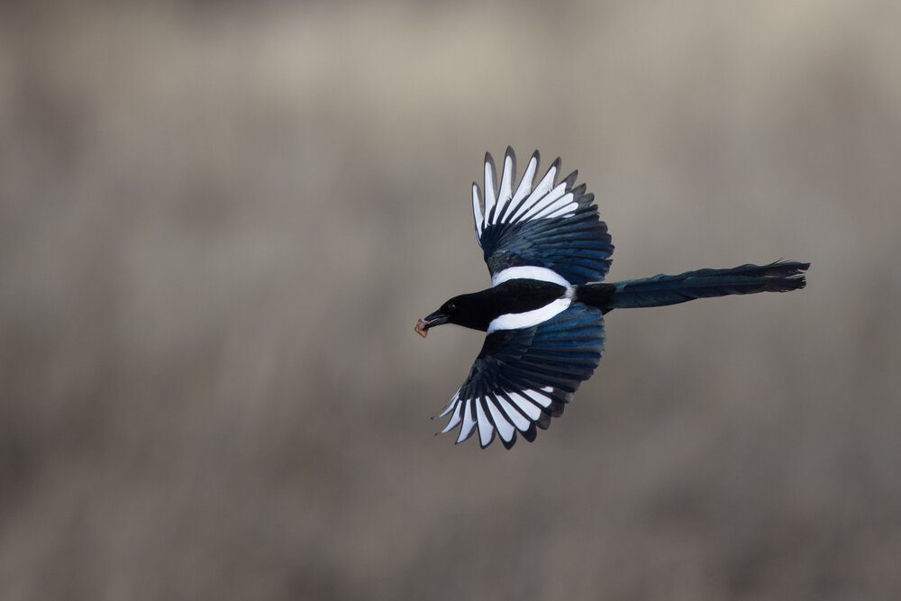 Black-billed Magpie