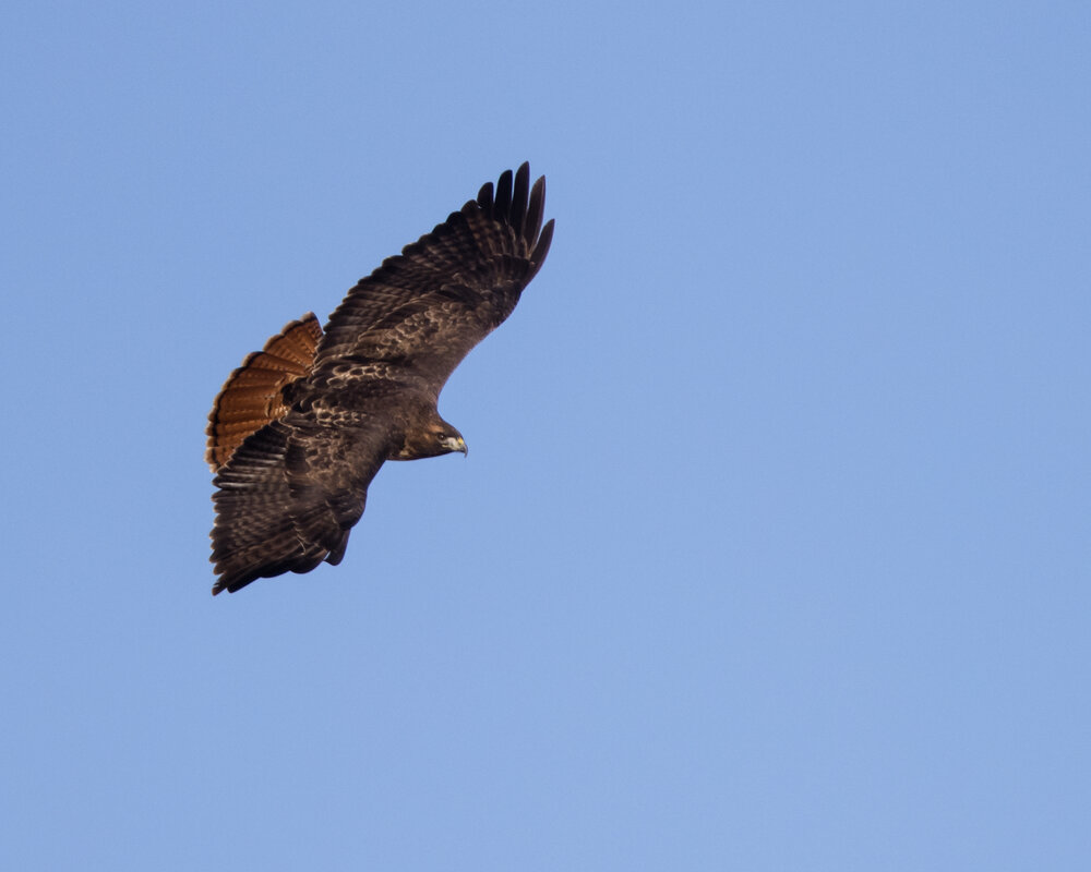 Dark morph Red-tailed hawk, possibly a Harlan's 