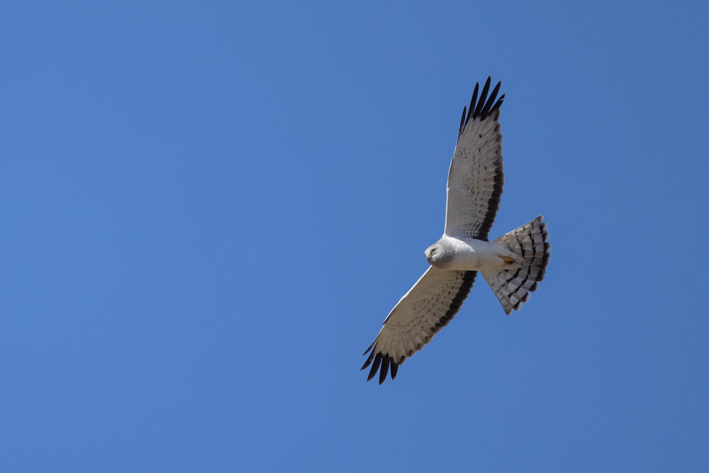 Male Northern Harrier or Grey Ghost