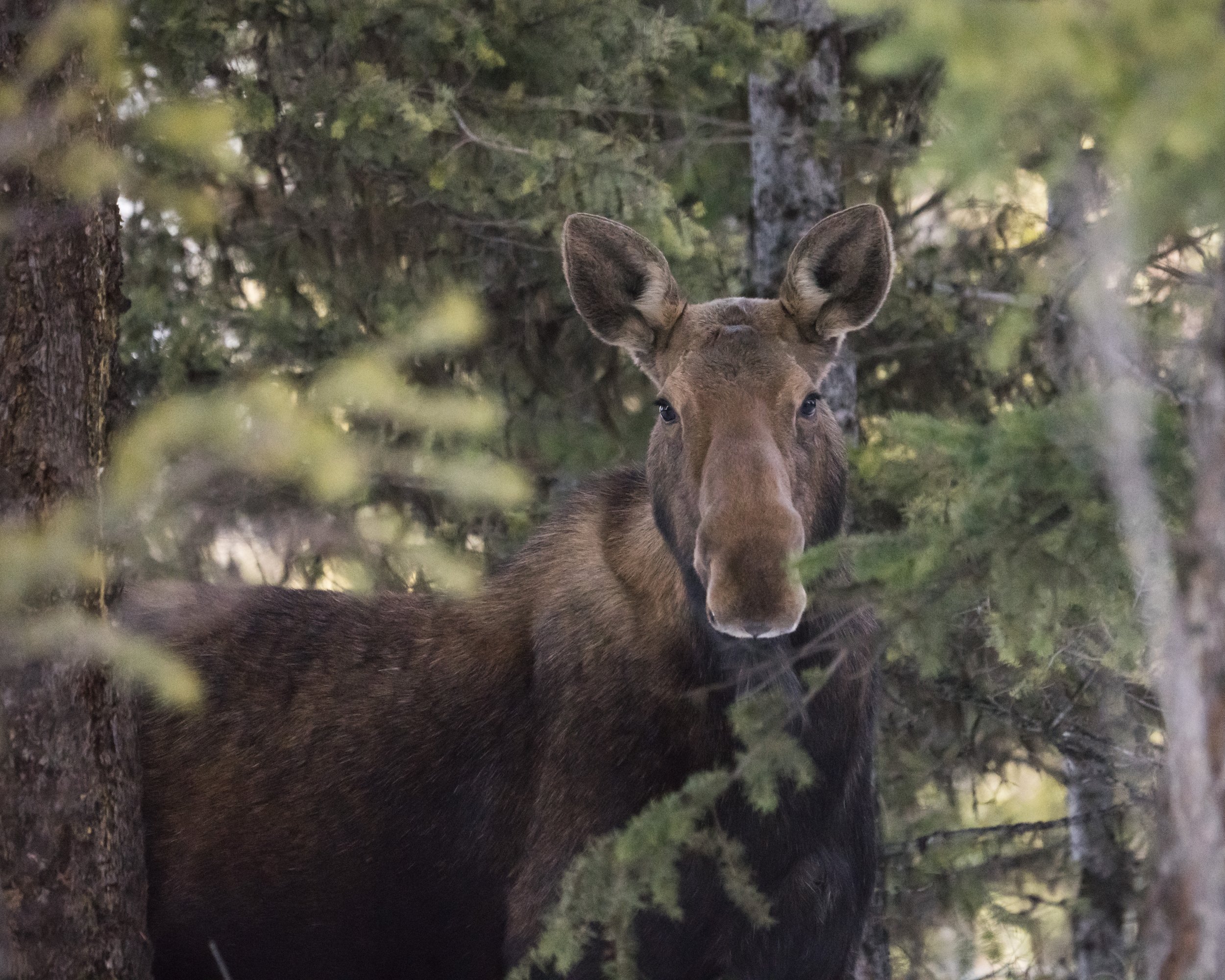 moose-080.jpg