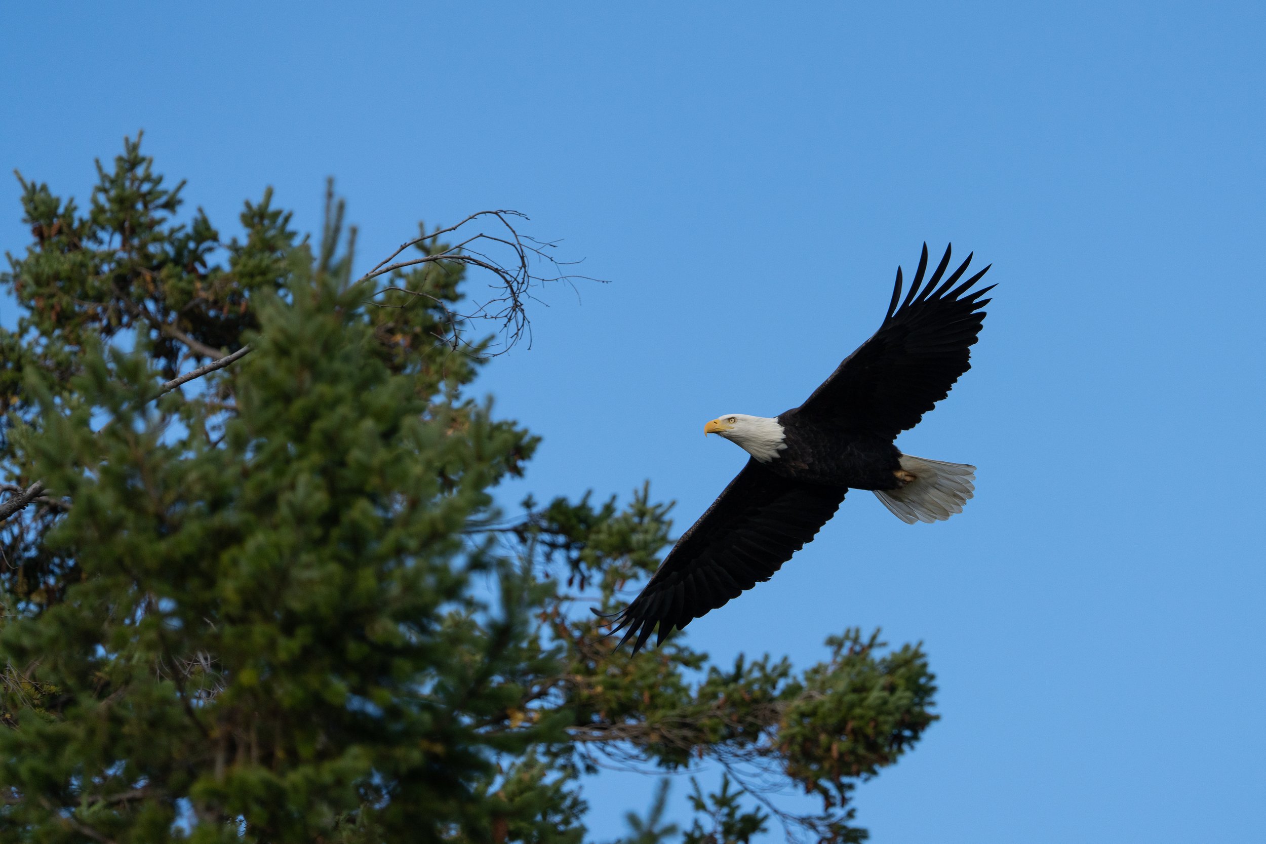 Heading for a perch