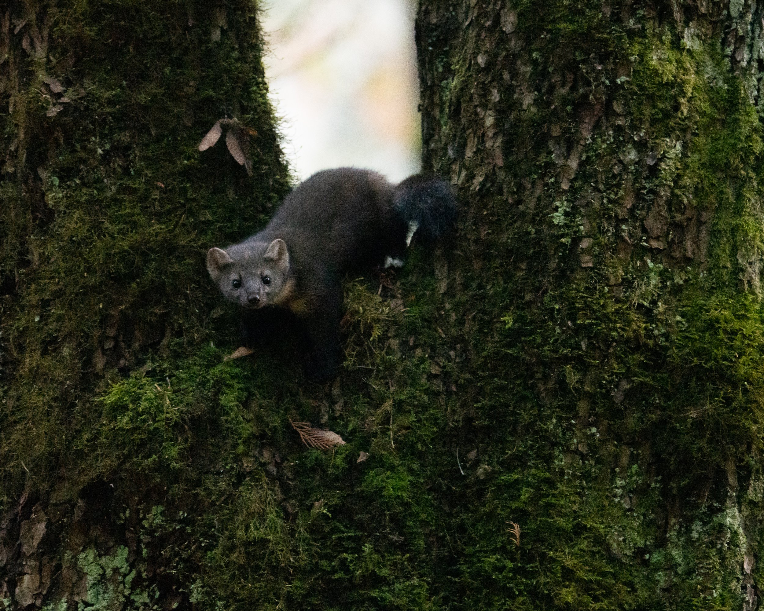 Pine Marten