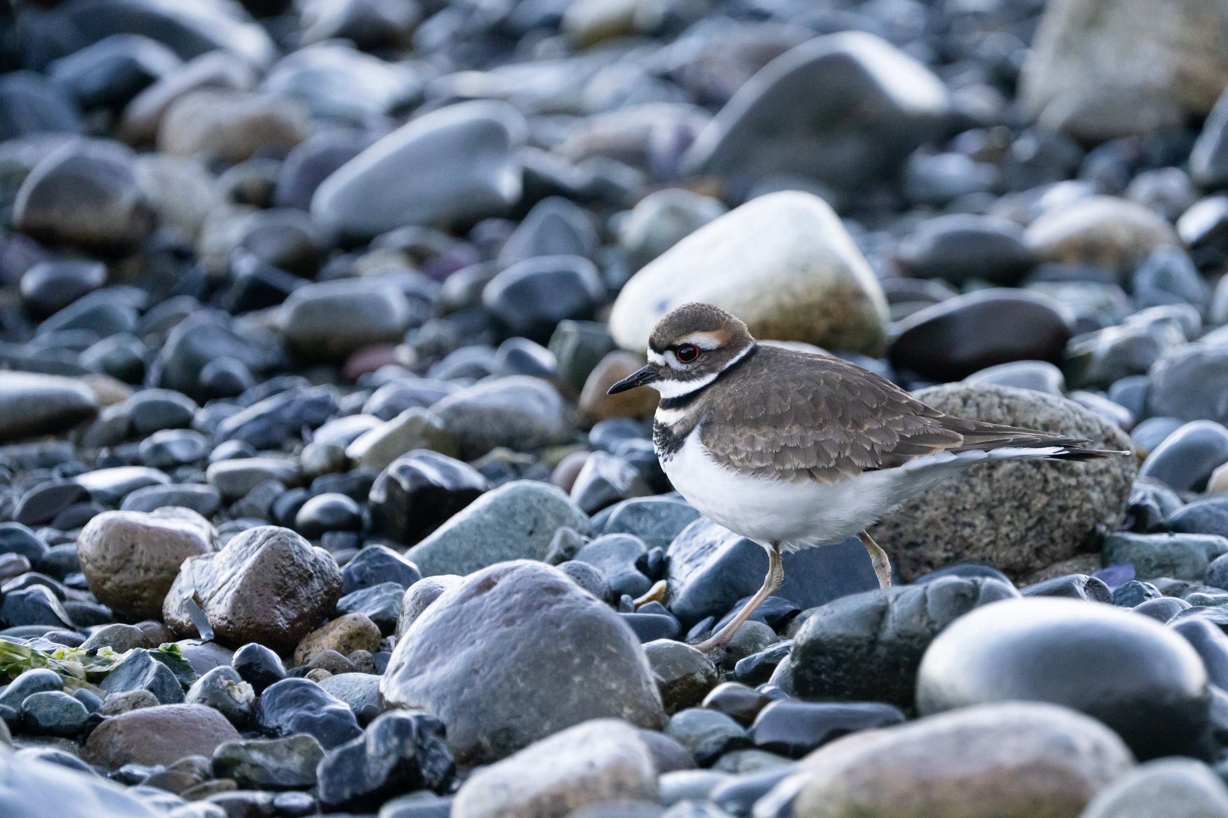 Killdeer on the Rocks