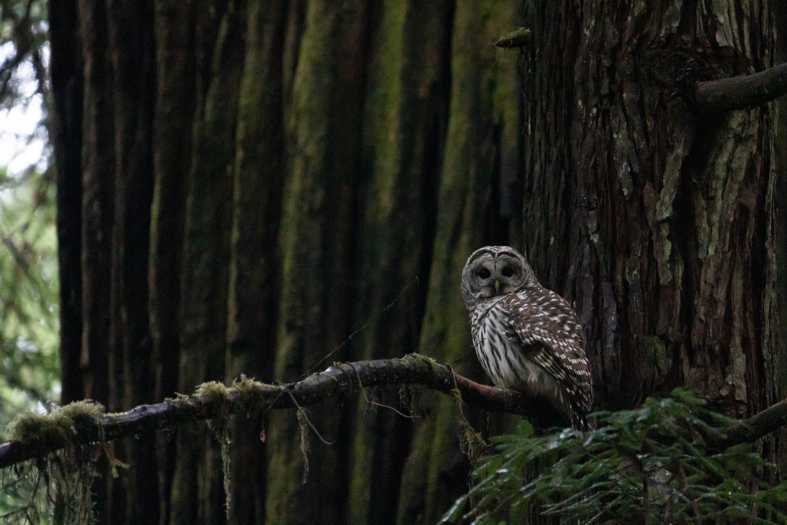 Redwoods and Barred Owl