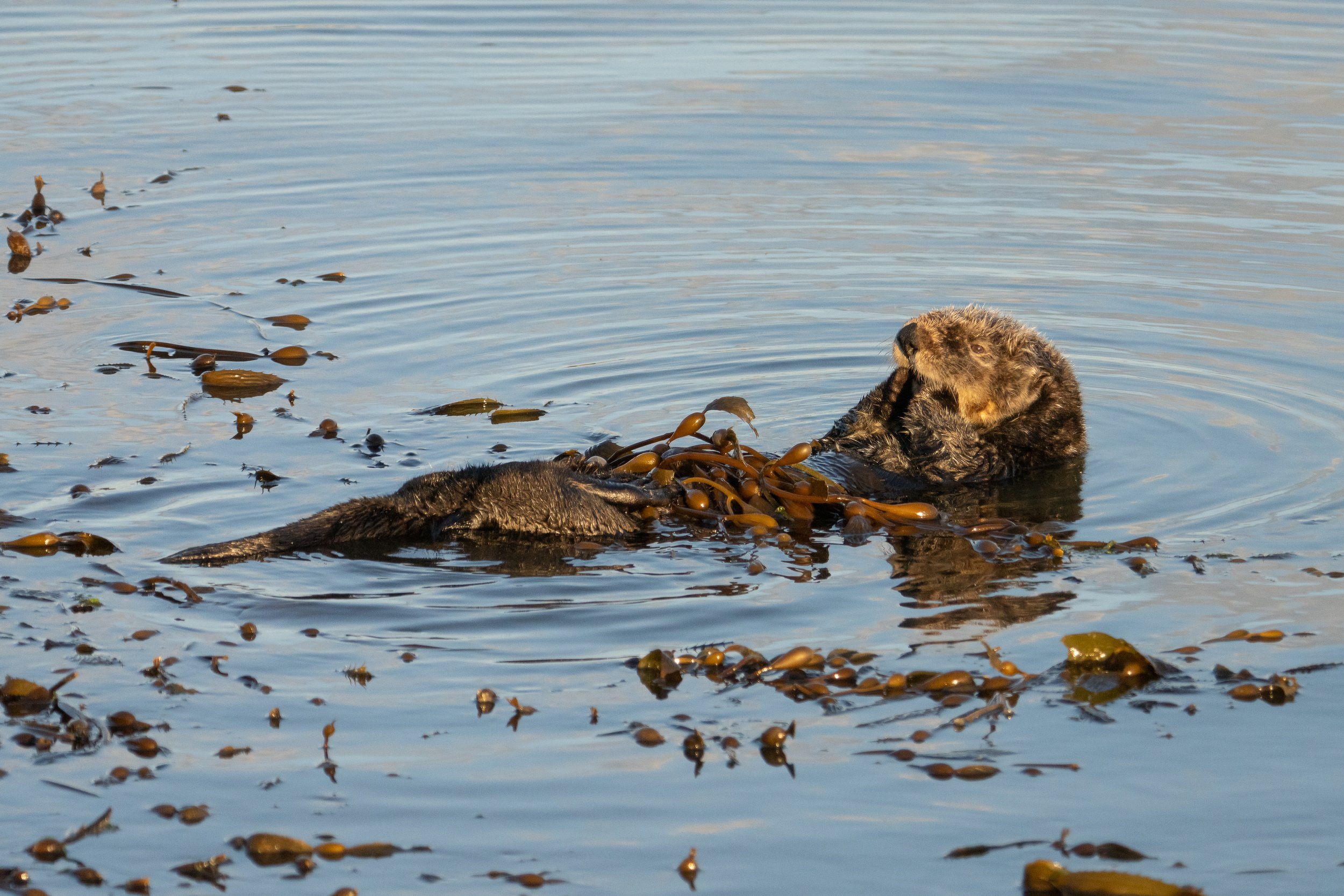 wrapped up in the kelp