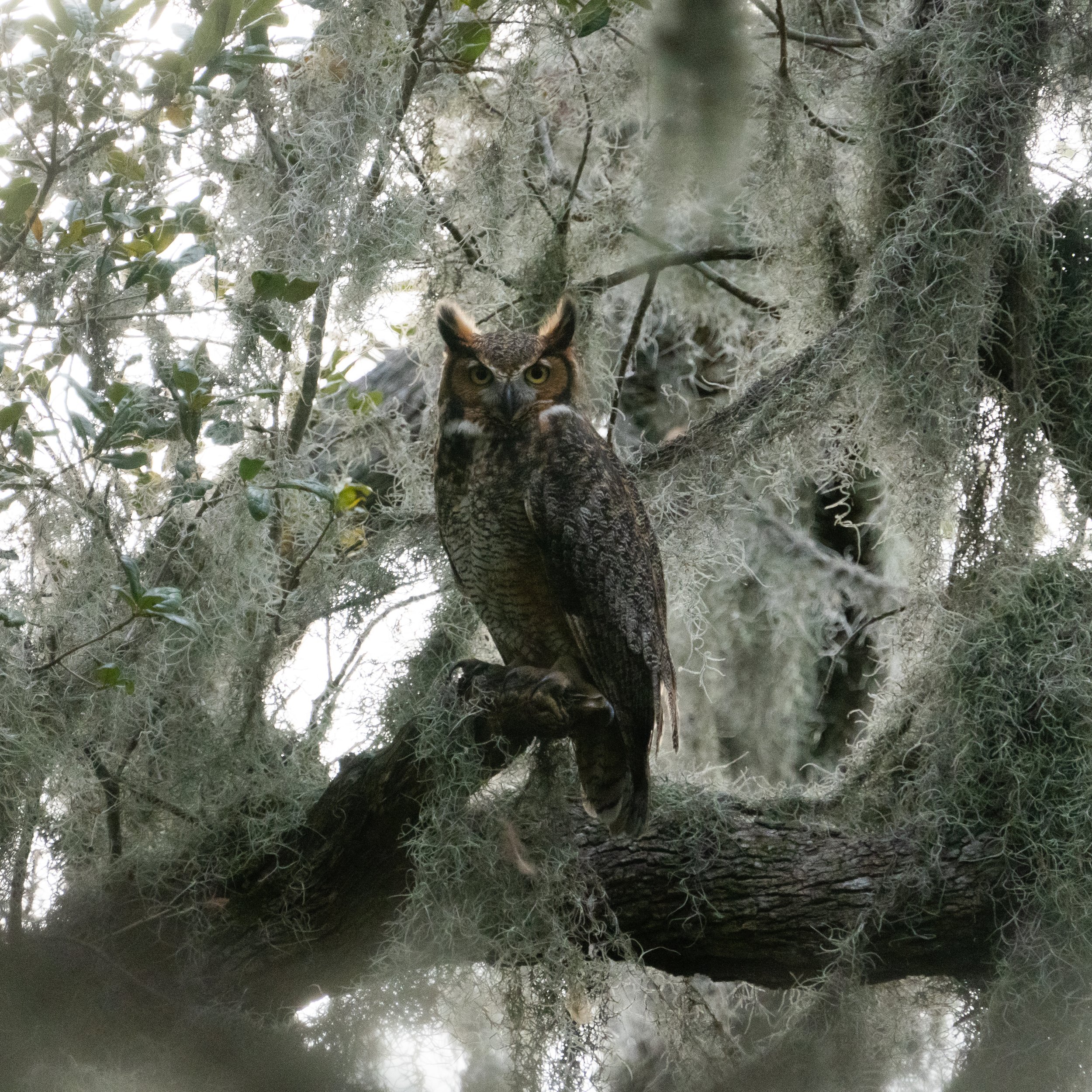 Spanish moss...oh and a Great horned owl