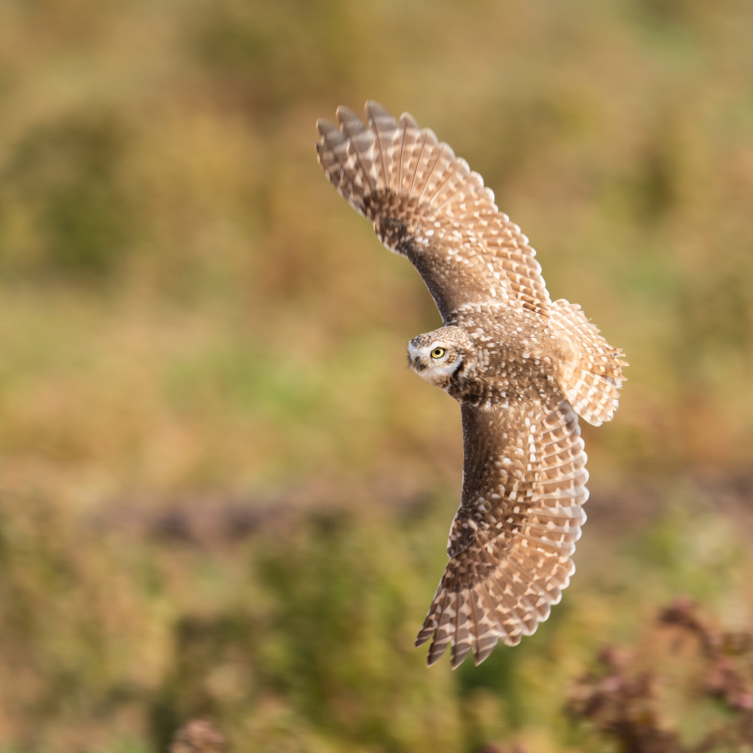 Burrowing Owl in flight