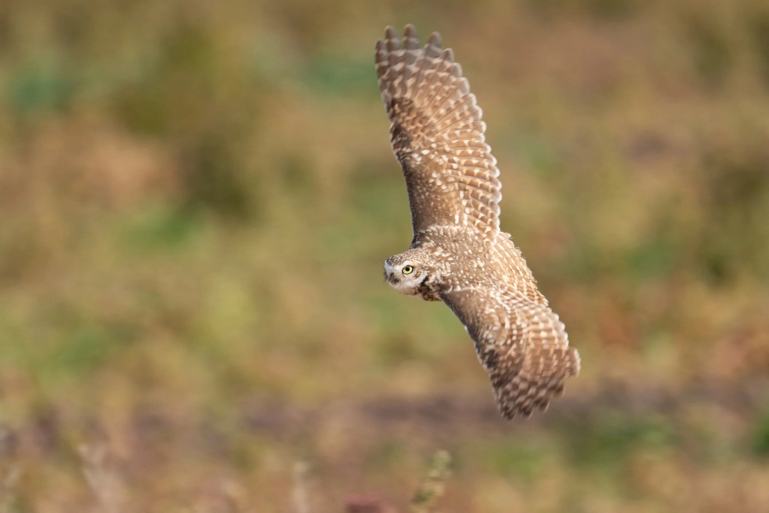 Burrowing Owl in flight