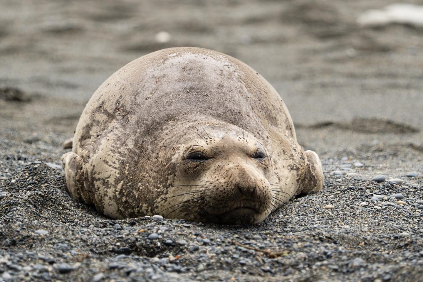 Let sleeping juvenile elephant seals lie. Doesn&rsquo;t role off the tongue but still a good thought.