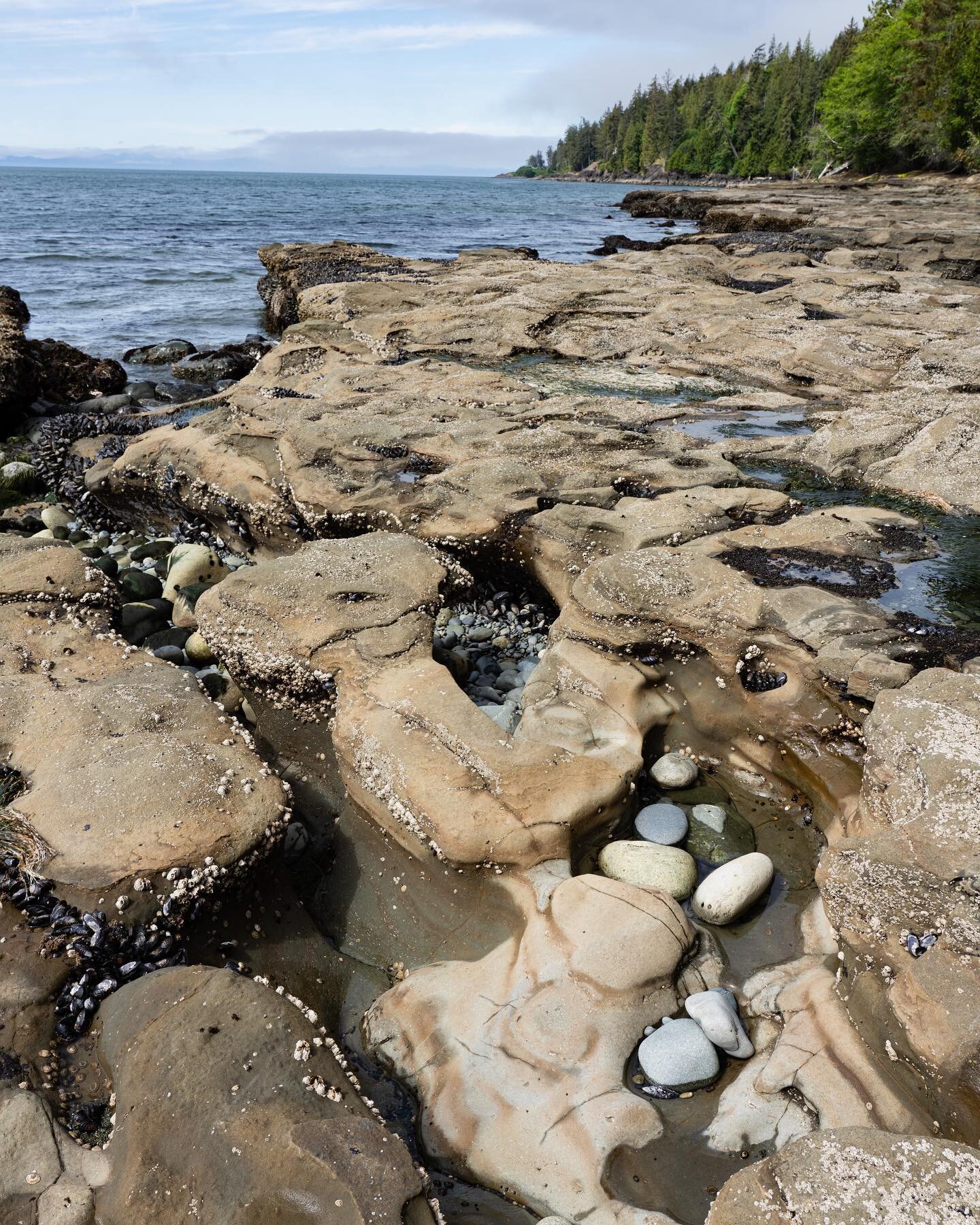 Plenty of tide pools to explore at French beach on the west coast of Vancouver island.