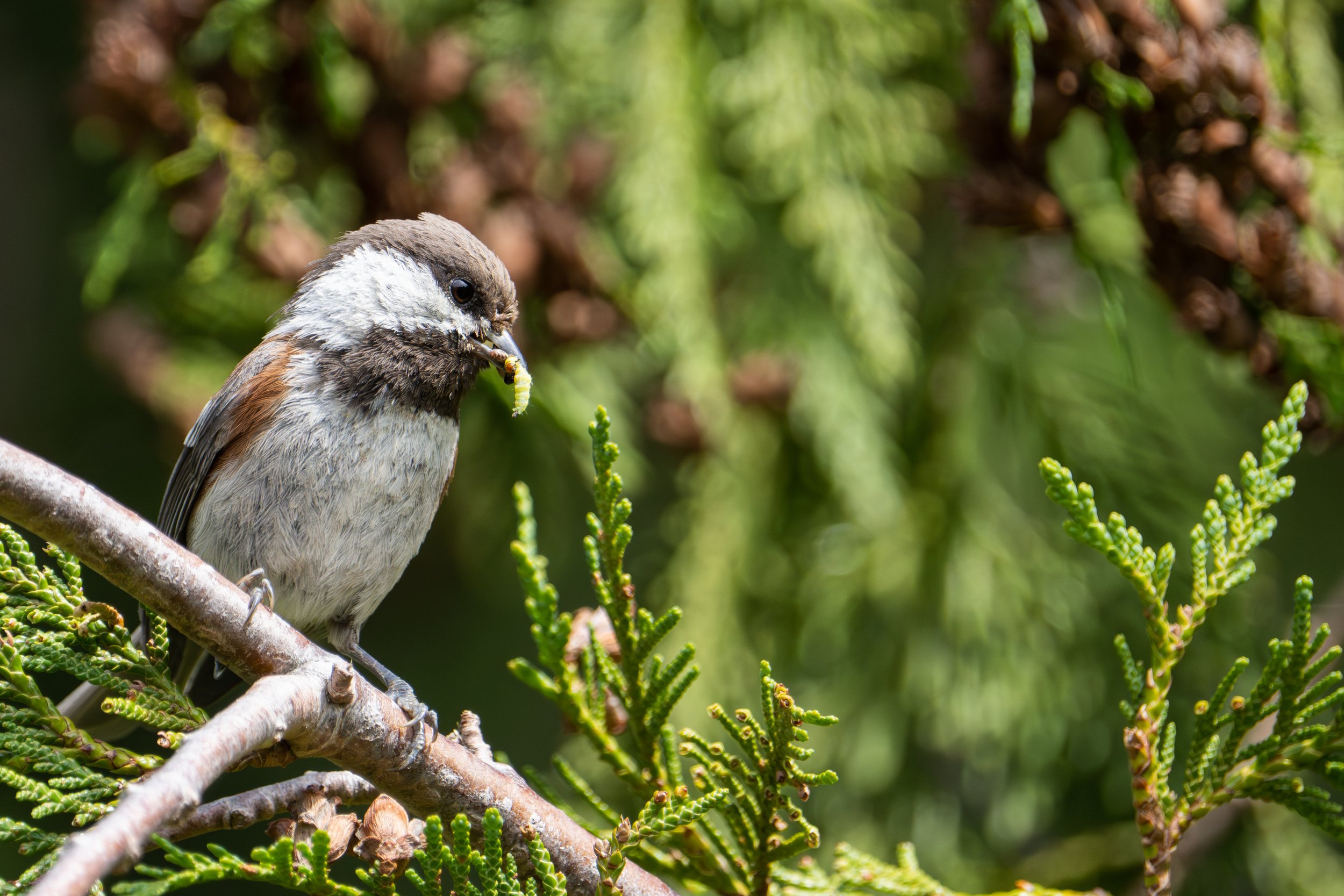 Chestnut Backed