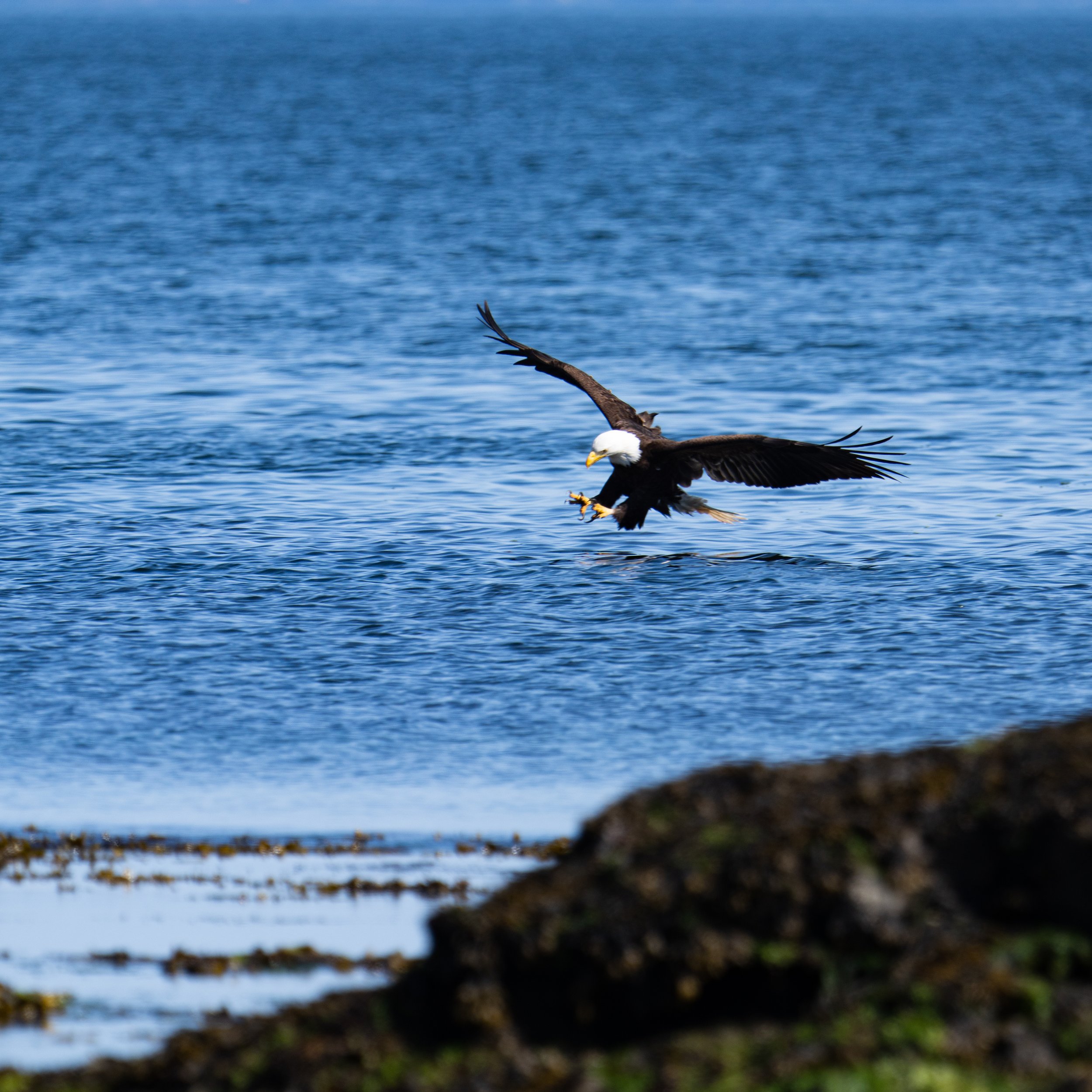 Reacing into the sea