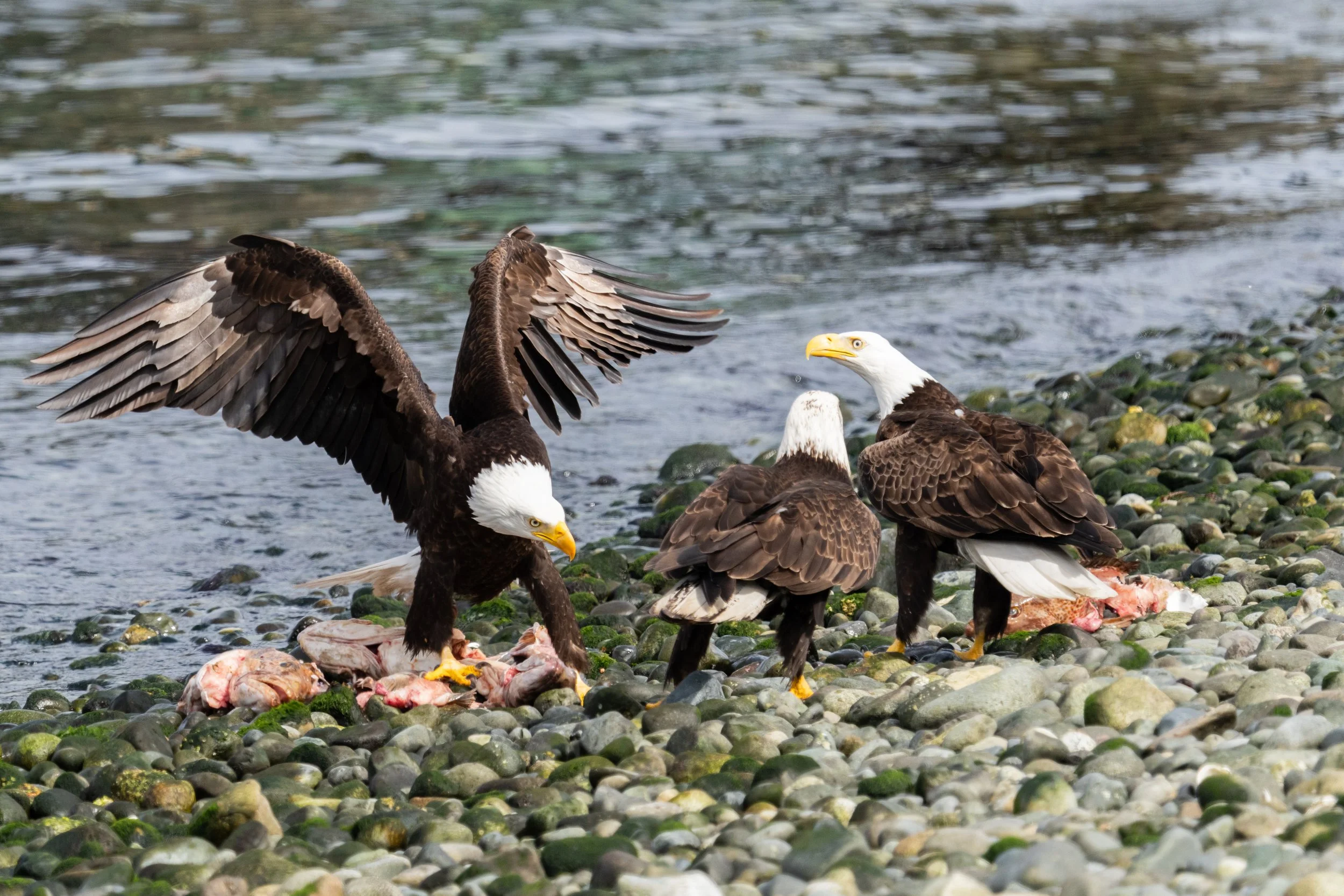 eaglefeed-157.jpg