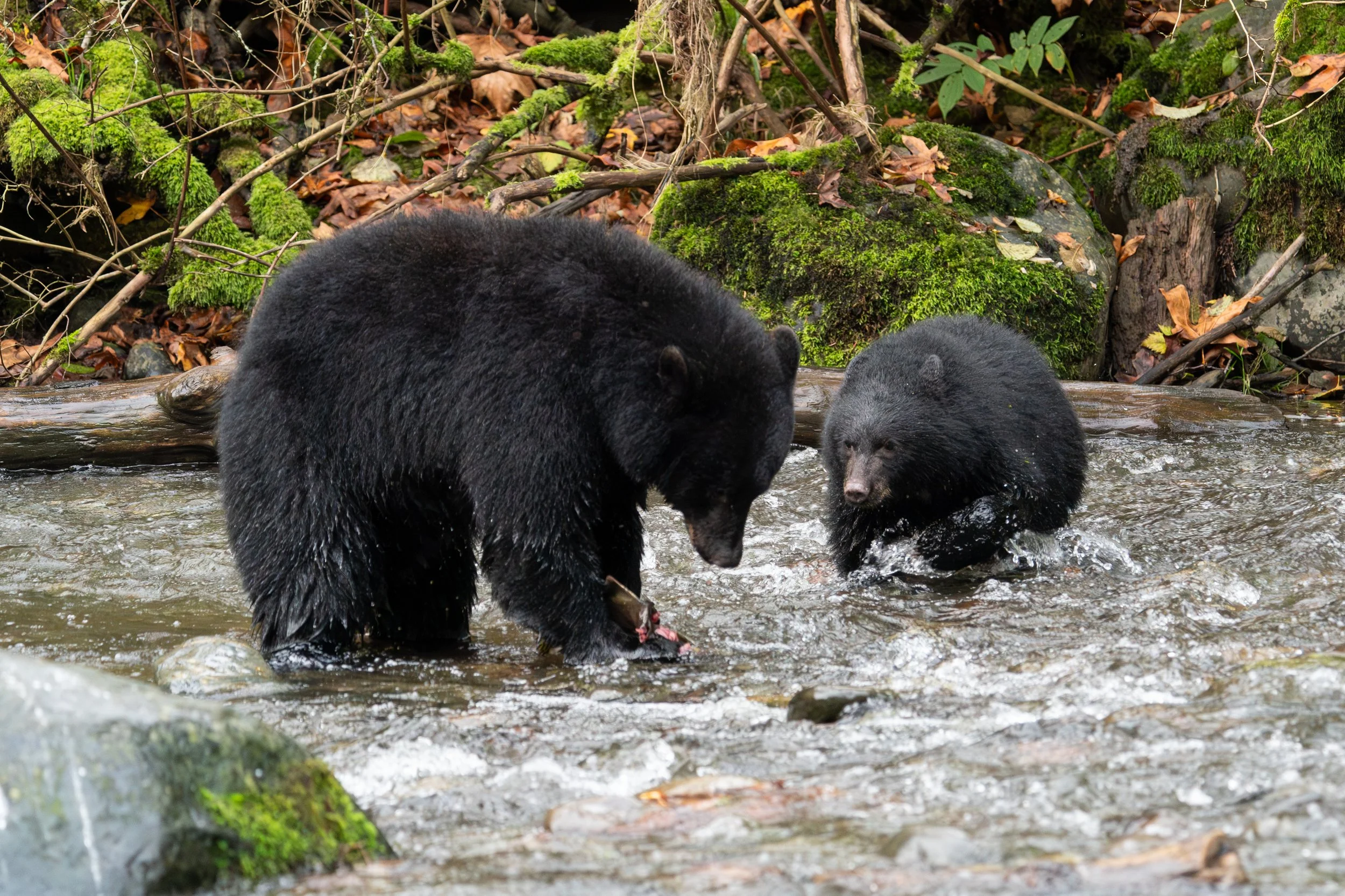 Mom bear sharing a catch with cub