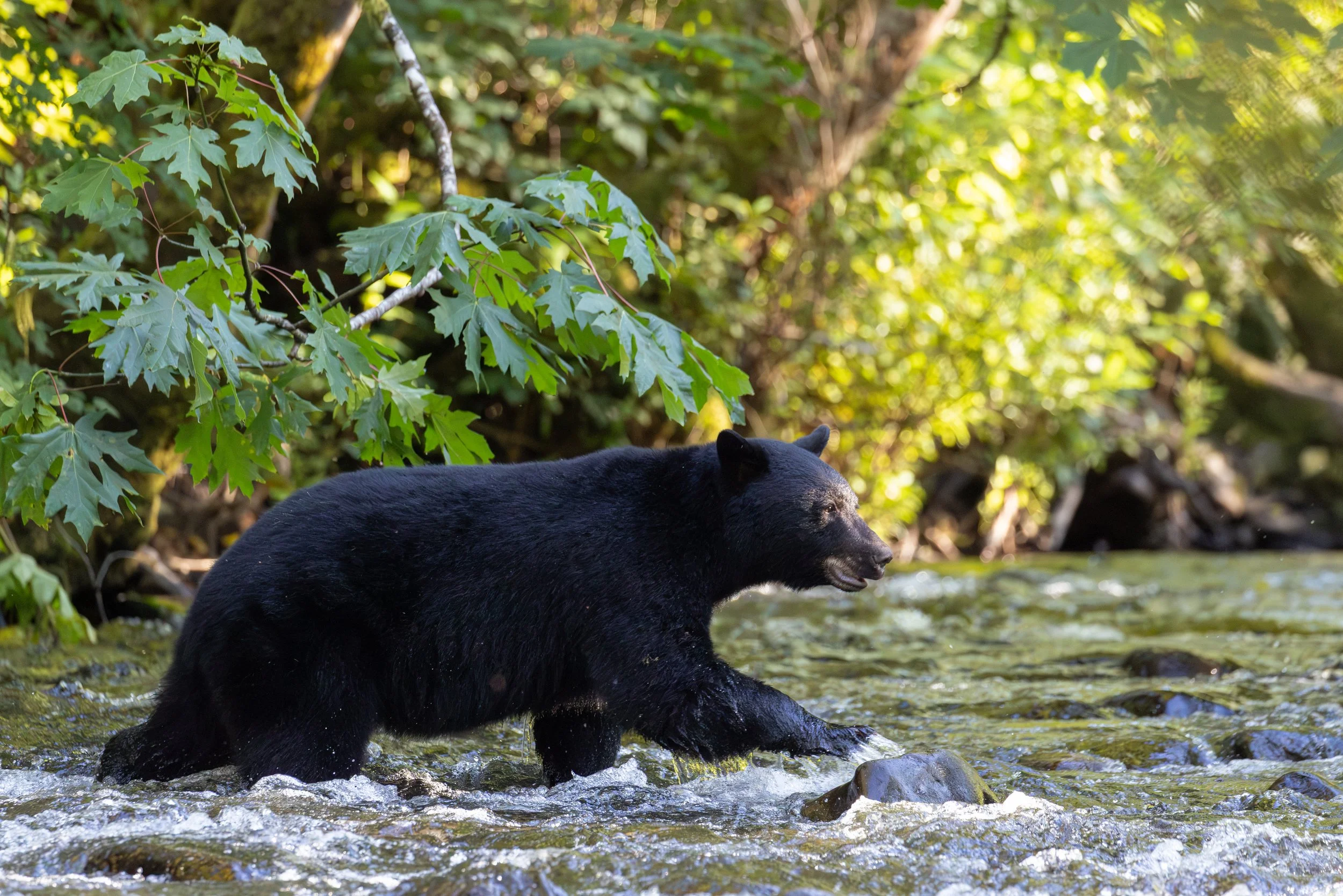 Black bear crossing river