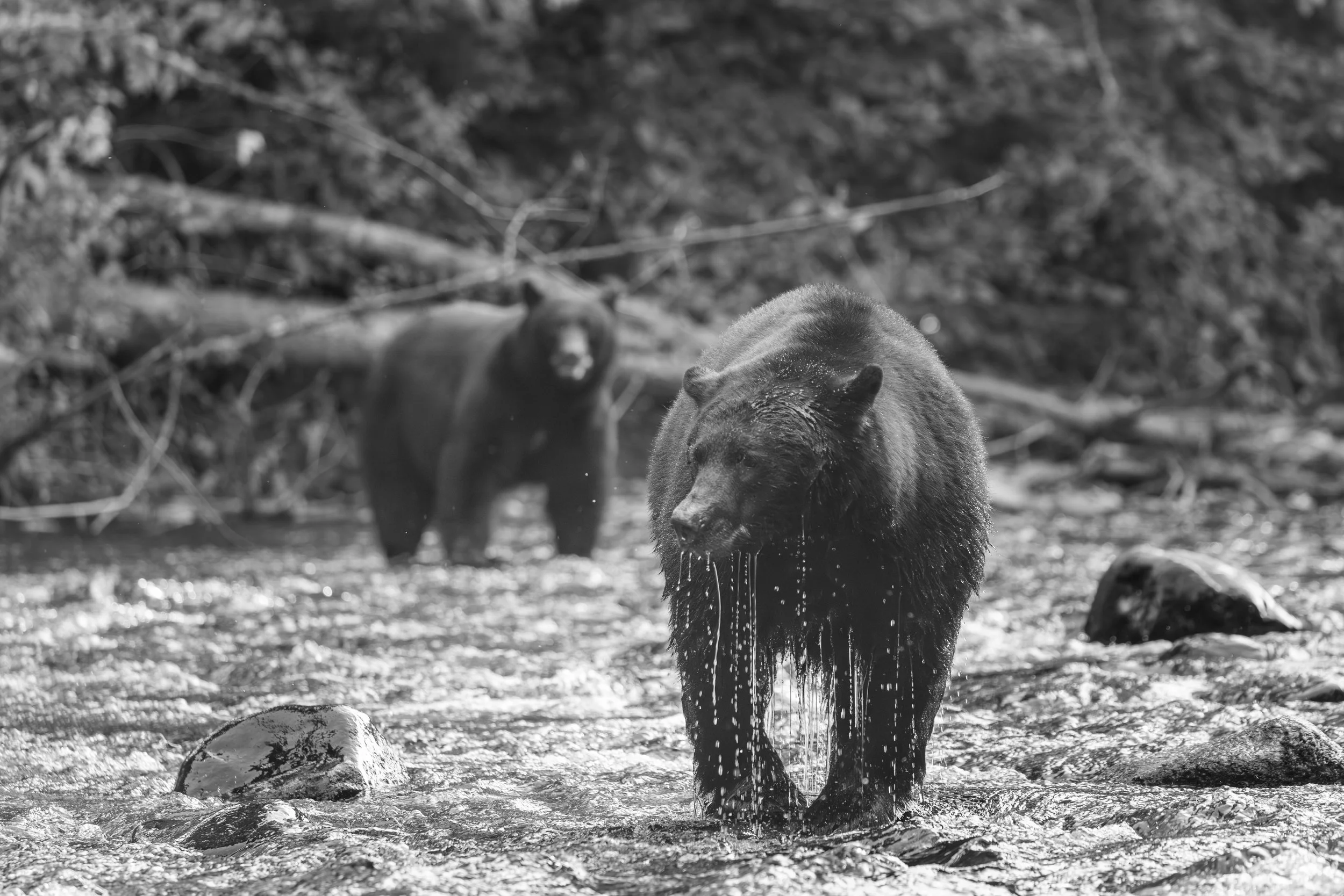 Another bear shows up just after this one misses a salmon
