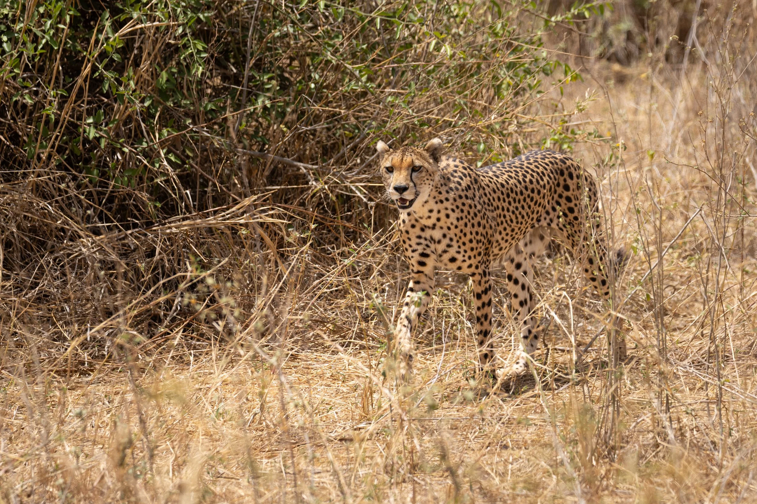 Cheetah wandering out from the shrubs in Tanzania