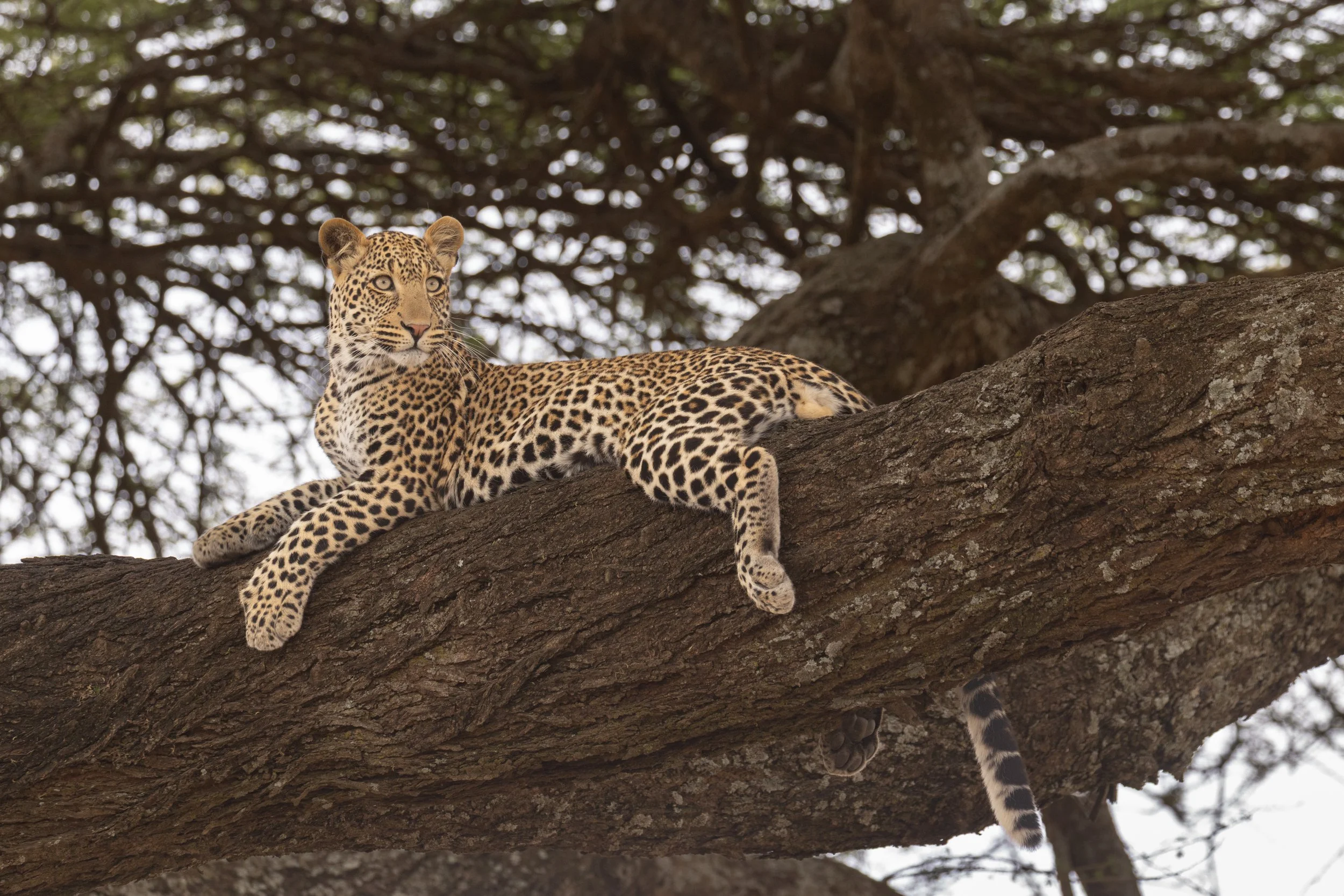 Wild at Heart - Living our BBC Wildlife Dreams