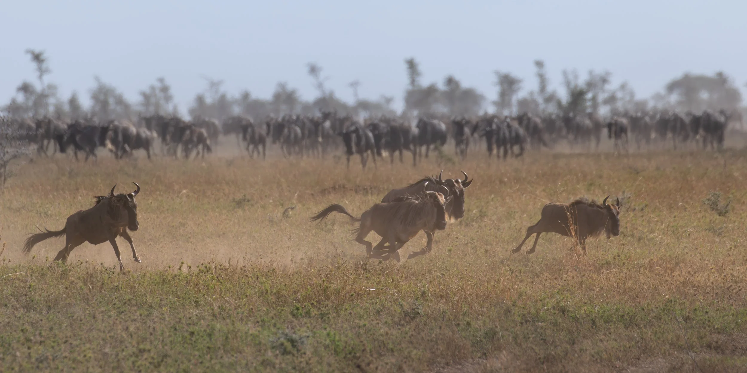 AfricaDay5and6-2593.jpg