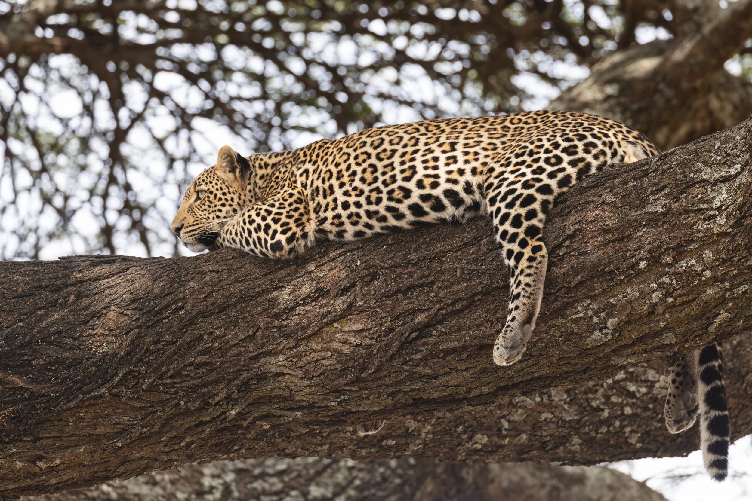 AfricaDay5and6-279.jpg