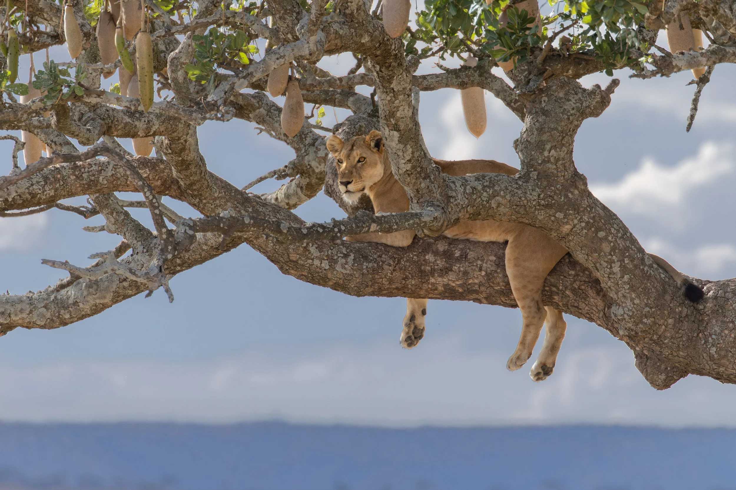 Female lion relaxing in a sausage tree in Tanzania