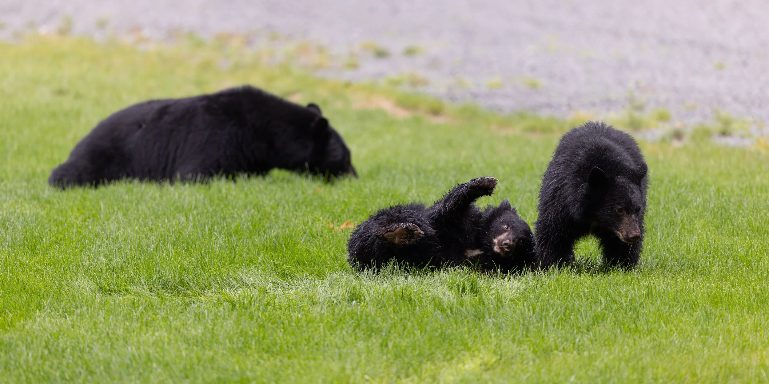 bear cubs playing in someones yard