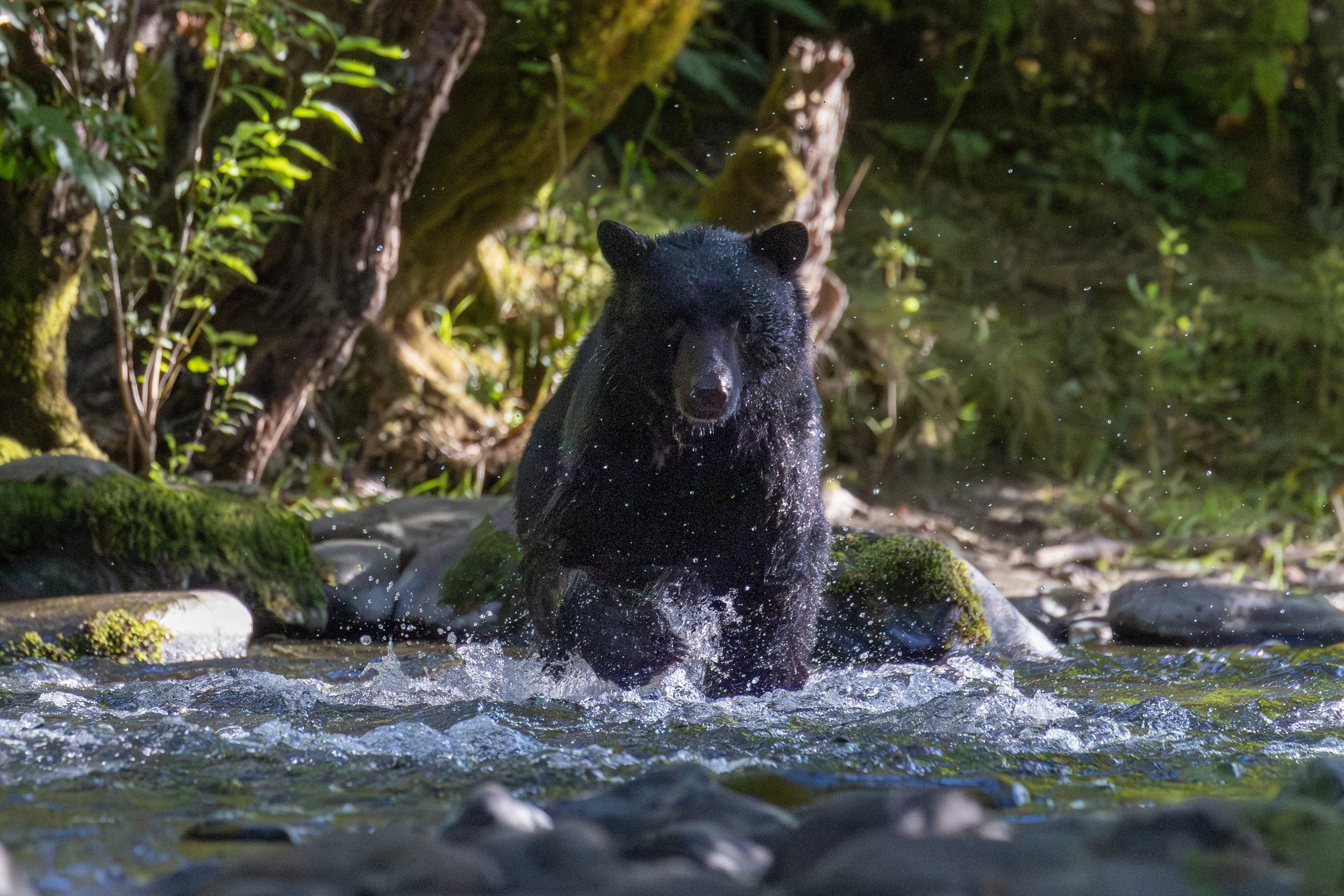 Black bear jumping towards a salmon in low light